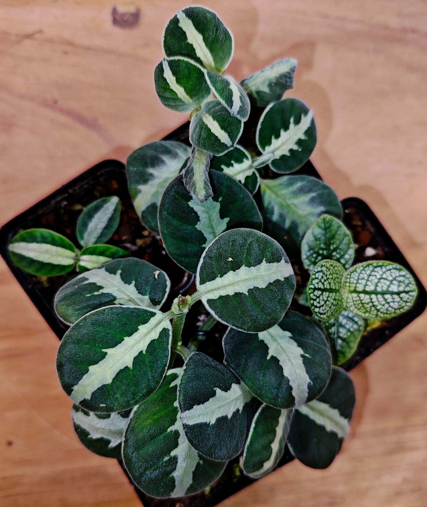 Argostemma sp. “White Veins”, a member of the genus Argostemma in the family Rubiaceae, is native to West Kalimantan. Its round green leaves are distinguished by a striking central white vein, giving the plant a delicate yet eye-catching appearance. With its preference for humid, shaded conditions, this species is especially well suited for terrarium or vivarium culture.