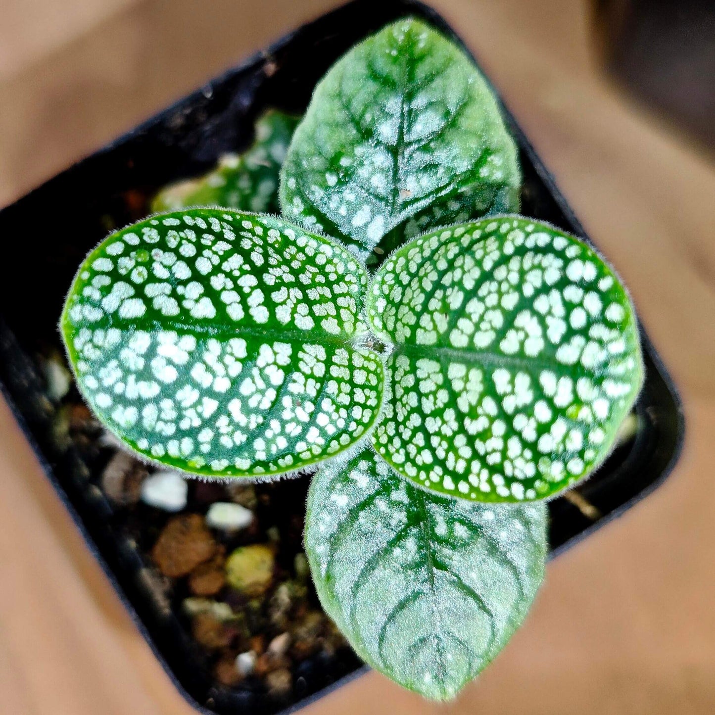 Argostemma sp. “White Snake”, a member of the genus Argostemma in the family Rubiaceae, is native to Borneo. Its green leaves are marked by a distinct central white vein and scattered white speckles across the surface, creating a delicate yet striking look. With its preference for humid, shaded conditions, this species is especially well suited for terrarium or vivarium culture.
