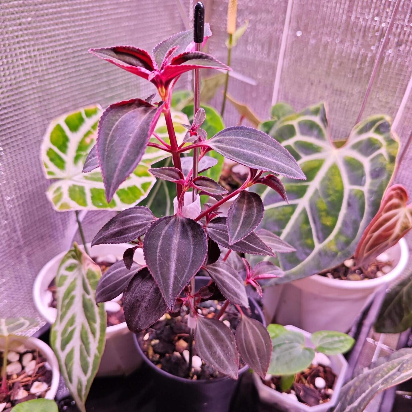 Arthrostemma parvifolium is a rare ornamental plant native to Central America, belonging to the Melastomataceae family. It is appreciated by plant enthusiasts for its unique foliage and vibrant flowers.