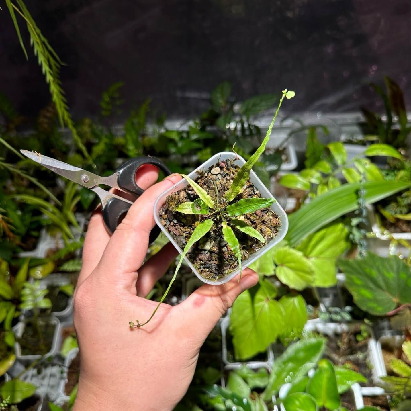 Asian Walking Fern (Asplenium ruprechtii)