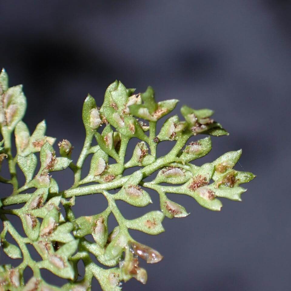 Asplenium capillipes is a miniature fern native to temperate regions of East Asia, including the Himalayas, China, Japan, Korea, and Taiwan. It thrives in cool, humid environments, typically growing in limestone caves at altitudes of 2,000 to 2,700 meters. In its native habitat, it often grows alongside mosses, creating a lush, natural display. Known for its finely divided fronds and cold tolerance, this fern is a unique addition to any plant collection, especially for experienced growers.