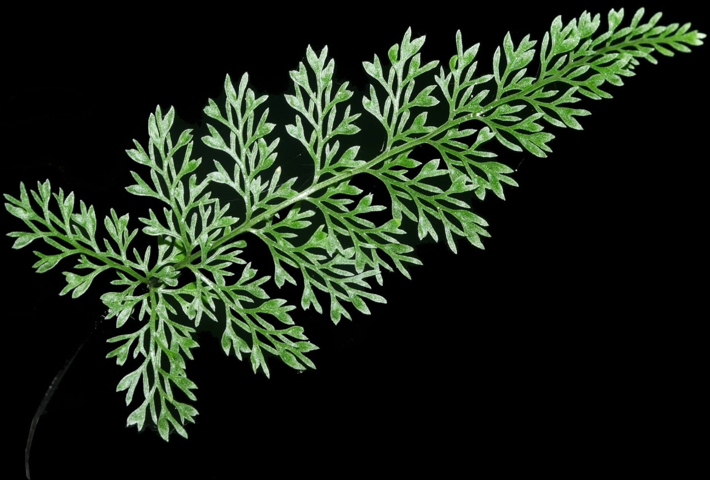 Asplenium coenobiale is a fern species in the genus Asplenium, family Aspleniaceae, distributed across East and Southeast Asia with a distribution center in southwestern China. It typically inhabits tropical to subtropical regions, growing in forested, humid, and shaded environments similar to many other Asplenium species.