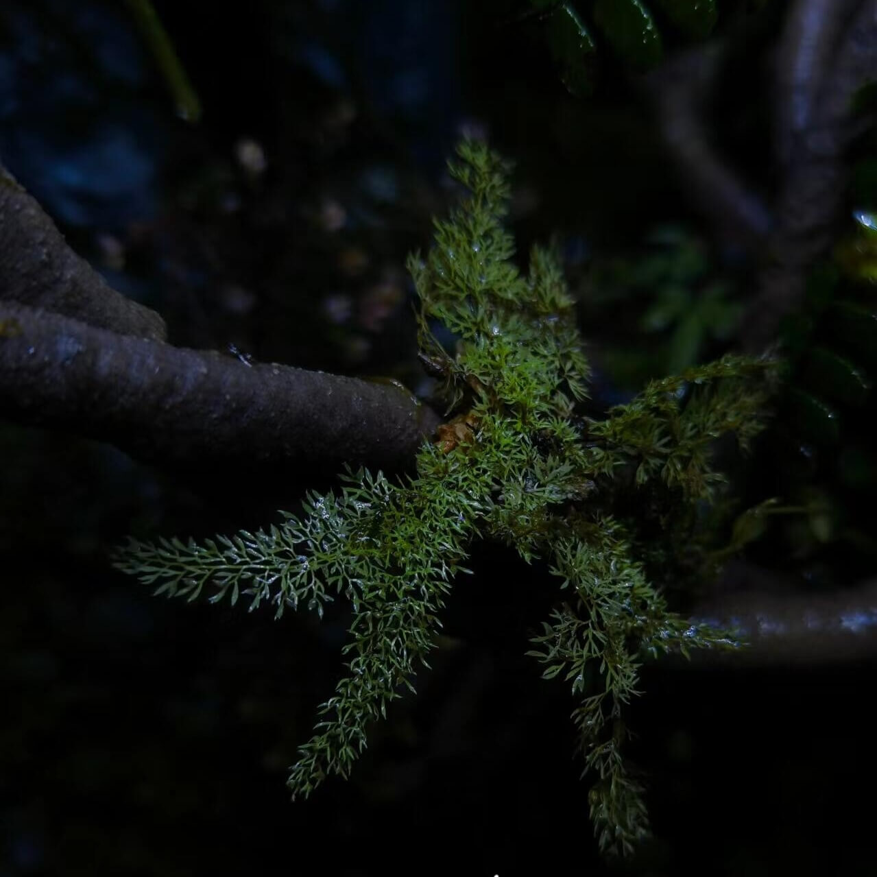 Asplenium cornutissimum is a miniature fern native to the karst cave regions of southern Guangxi, China. It thrives in humid, shaded environments, often found growing on limestone cave walls. Its finely divided fronds and horned appearance make it a rare and fascinating addition to any fern collection. Perfect for terrariums, it brings a touch of elegance to your plant collection, adding a miniature, delicate aesthetic.