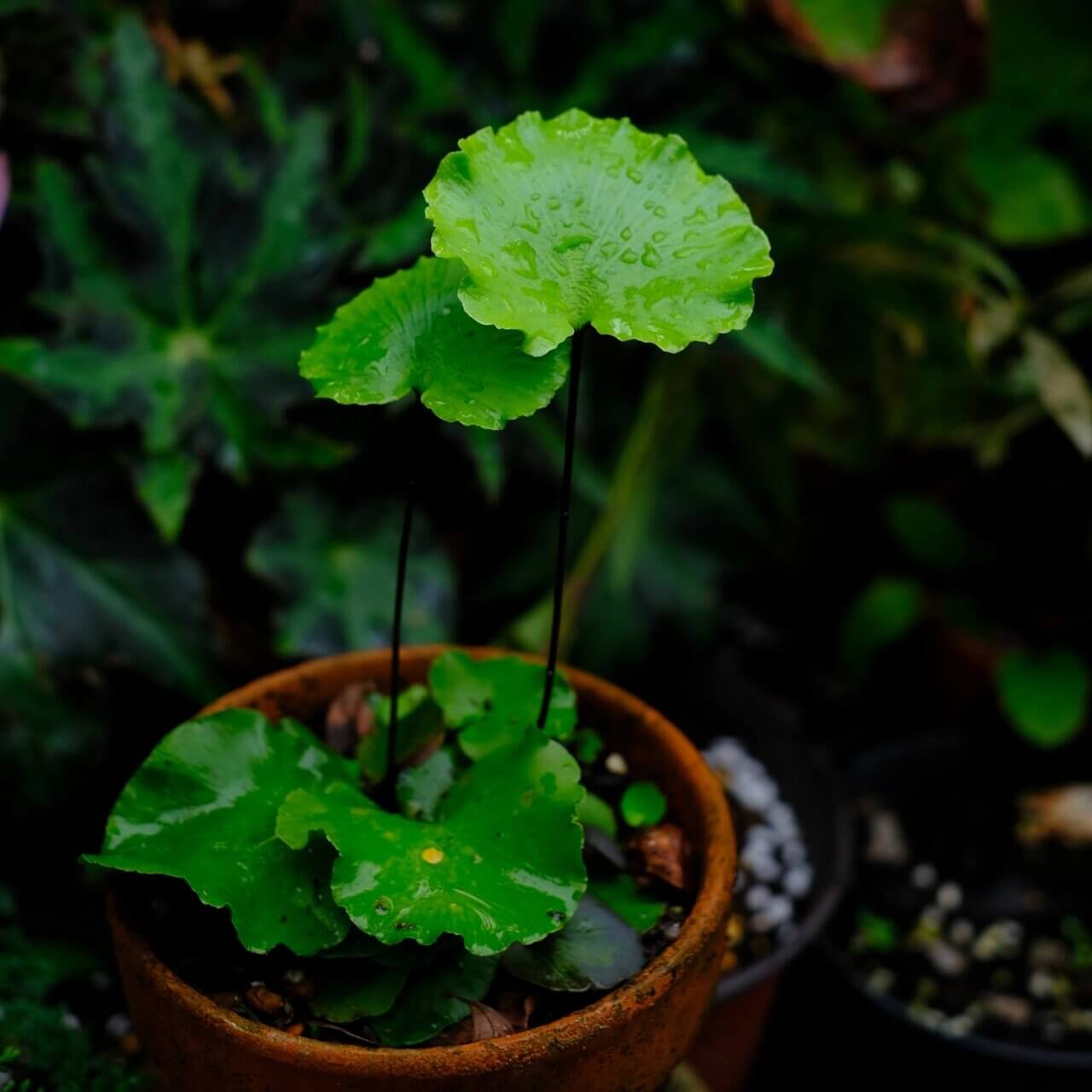 Asplenium delavayi is a rare fern native to the humid, temperate regions of Southwest China, Nepal, Sikkim, Thailand, Vietnam, and Laos. This fern typically grows in moist, shaded environments such as tree trunks or rocks in forested areas. It is valued for its unique, attractive foliage, which adds a touch of natural beauty to any garden or indoor space.
