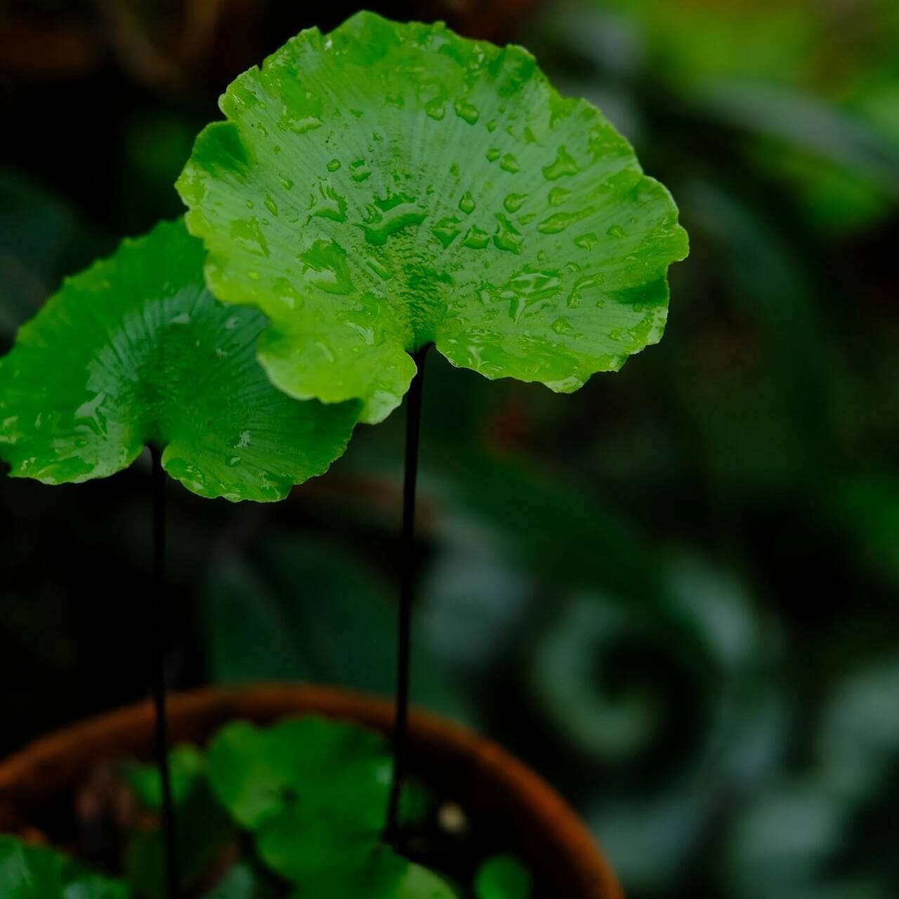 Asplenium delavayi is a rare fern native to the humid, temperate regions of Southwest China, Nepal, Sikkim, Thailand, Vietnam, and Laos. This fern typically grows in moist, shaded environments such as tree trunks or rocks in forested areas. It is valued for its unique, attractive foliage, which adds a touch of natural beauty to any garden or indoor space.