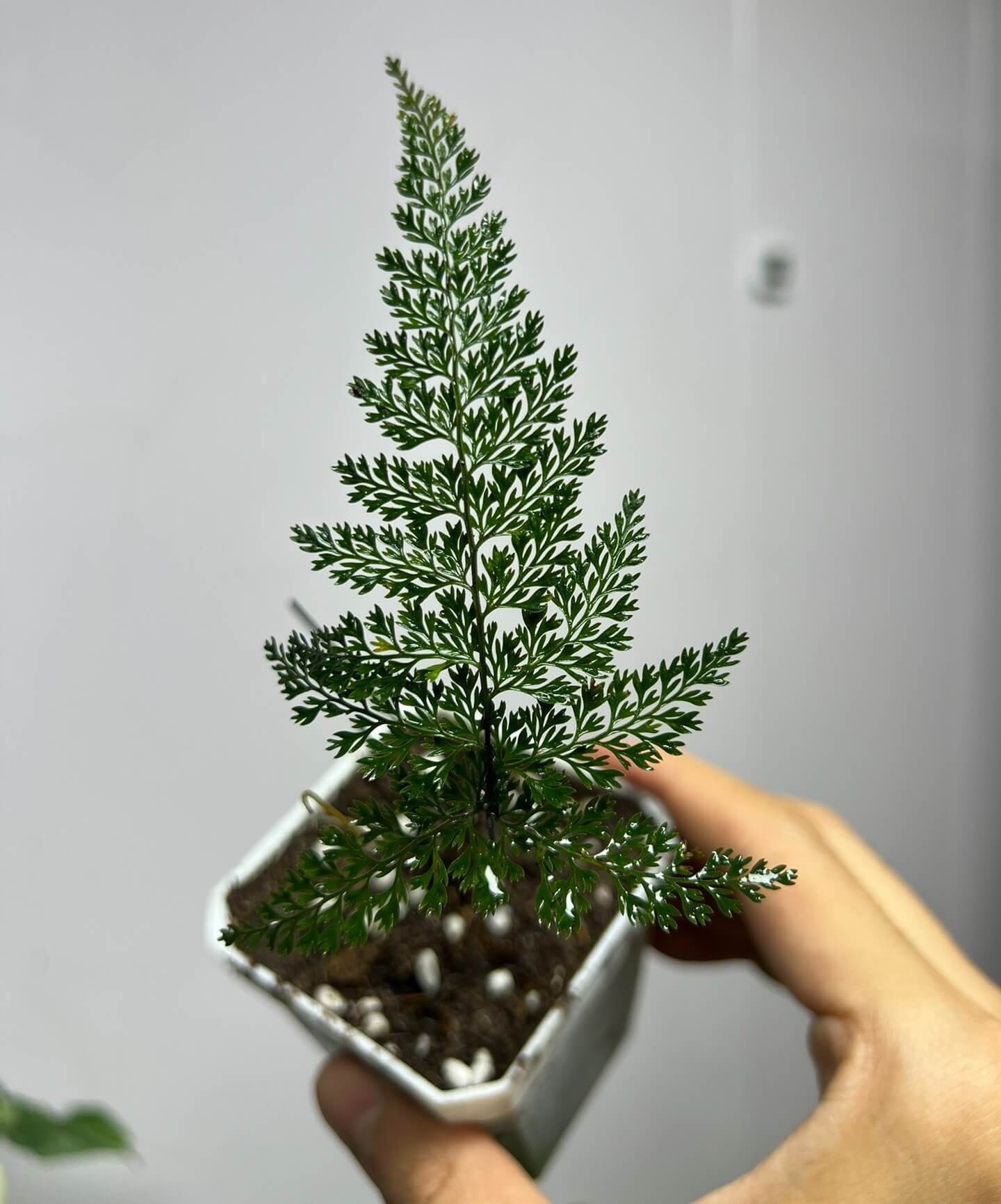 Asplenium pulcherrimum is a lithophytic fern species belonging to the Aspleniaceae family. It is native to subtropical regions of southern China, Taiwan, Vietnam, and Borneo (Sarawak). This fern typically inhabits limestone terrains, growing in crevices where it thrives in humid, shaded environments.