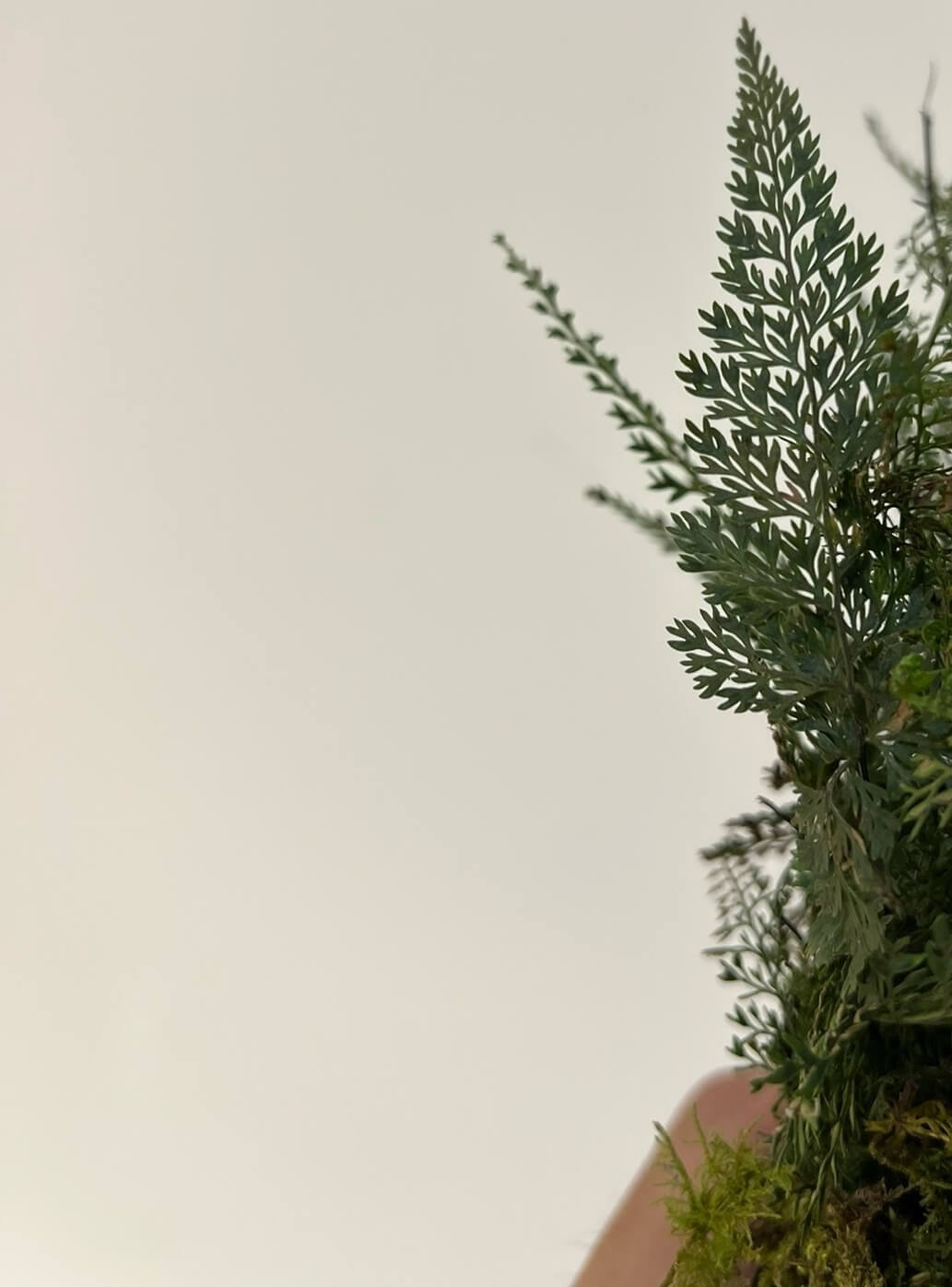 Asplenium pulcherrimum is a lithophytic fern species belonging to the Aspleniaceae family. It is native to subtropical regions of southern China, Taiwan, Vietnam, and Borneo (Sarawak). This fern typically inhabits limestone terrains, growing in crevices where it thrives in humid, shaded environments.