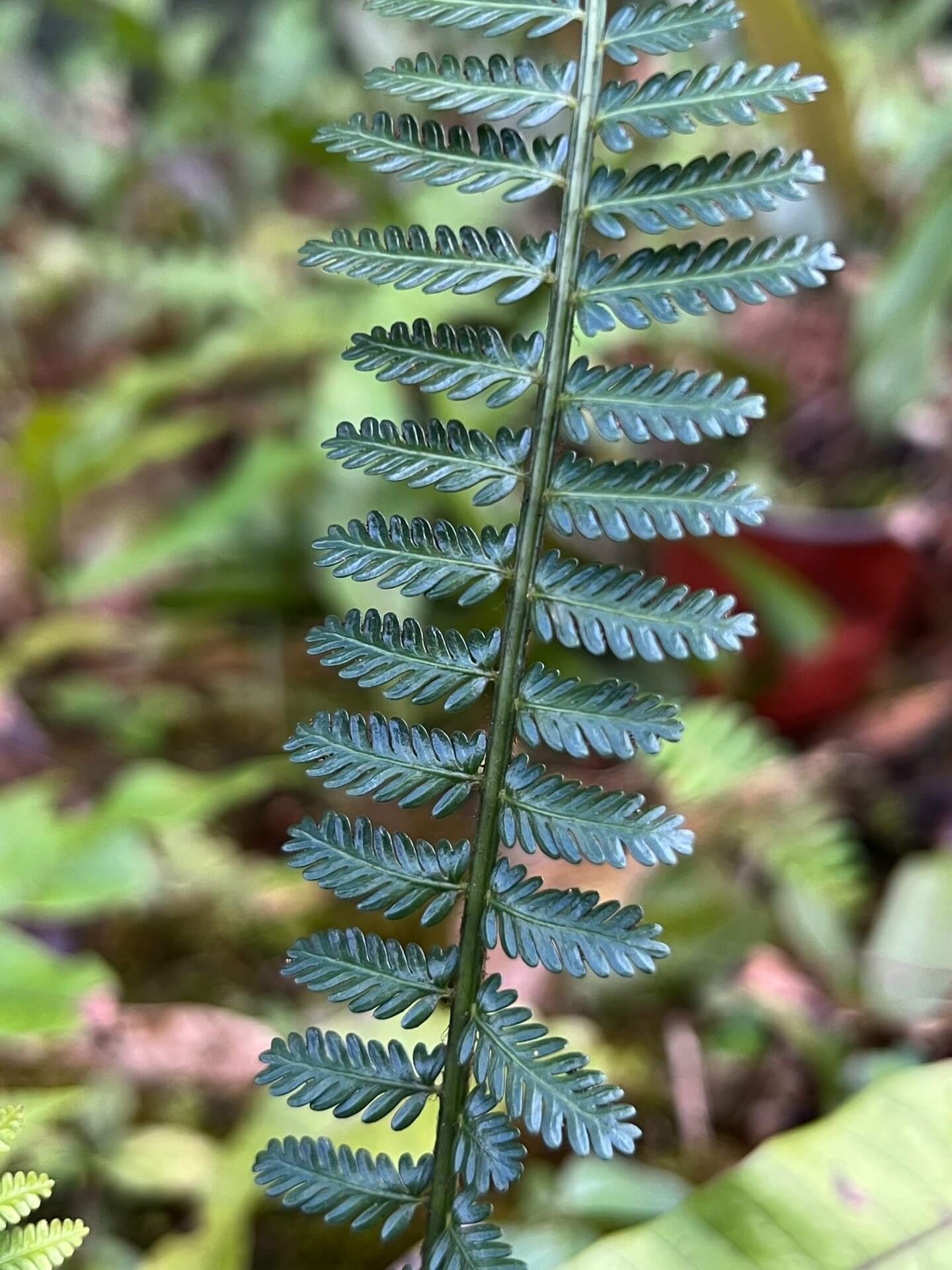 Asplenium sampsonii is a lithophytic fern native to southern China and northern Vietnam. It typically grows on moss-covered rocks and tree trunks in shaded, humid environments, making it well-suited for terrariums and indoor plant collections.