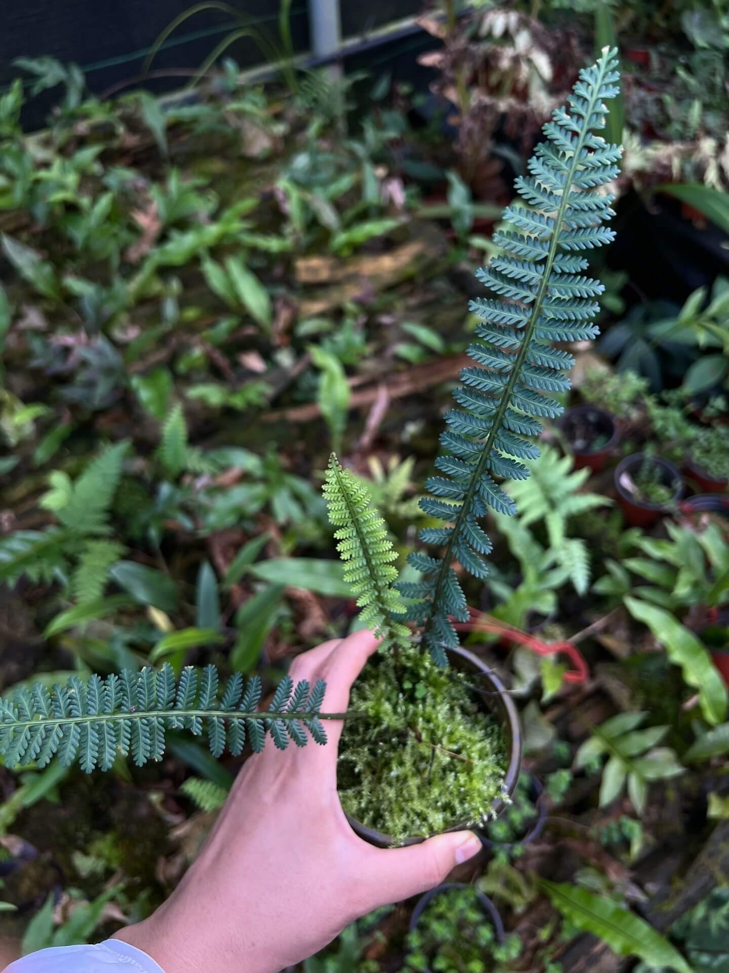 Asplenium sampsonii is a lithophytic fern native to southern China and northern Vietnam. It typically grows on moss-covered rocks and tree trunks in shaded, humid environments, making it well-suited for terrariums and indoor plant collections.
