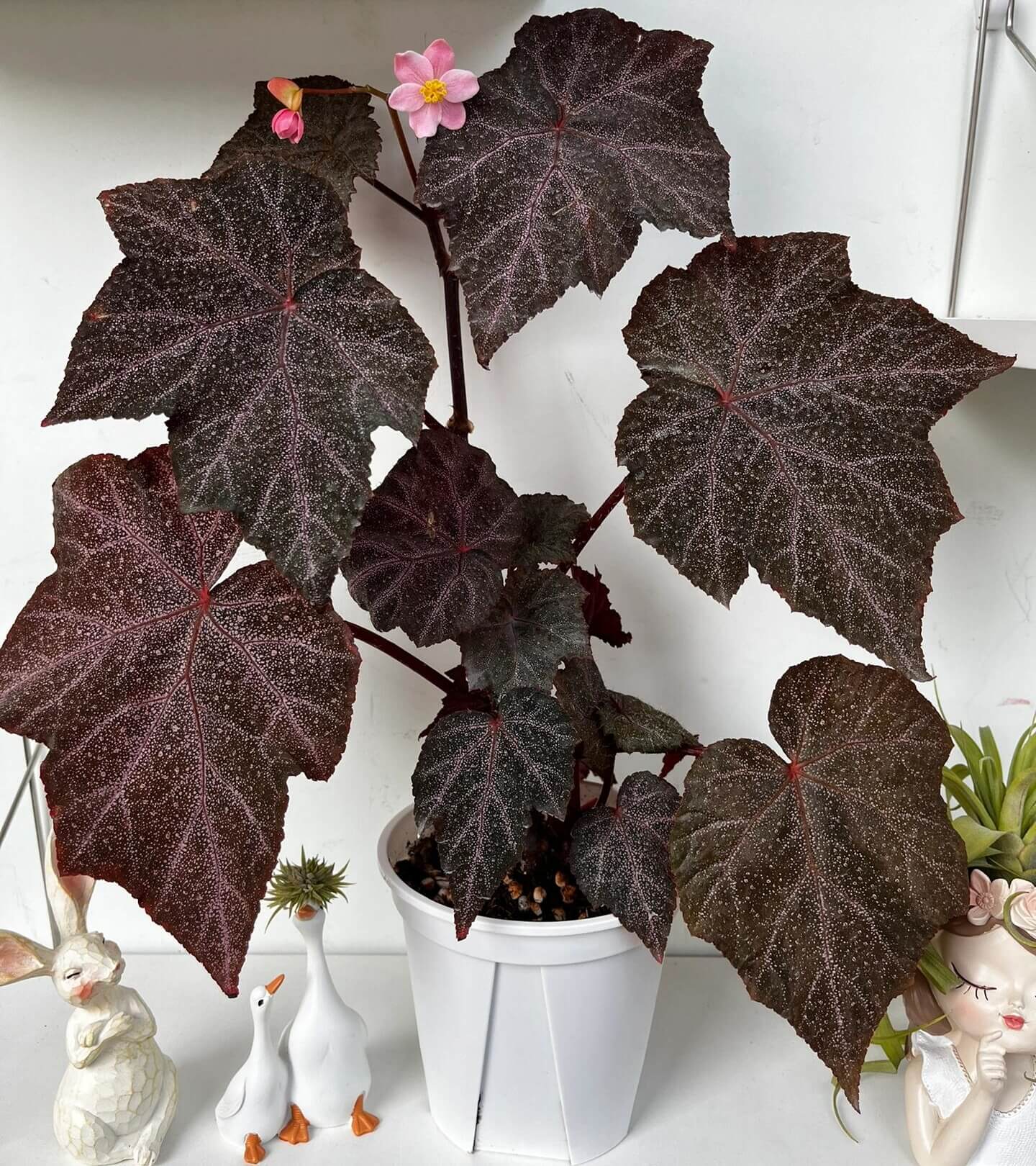 Begonia Robin is a striking plant with deep, dark-colored leaves, featuring vibrant purple-red veins. The leaves are sprinkled with star-like spots, giving it a unique appearance. Under low light conditions, the leaves will reflect a beautiful bluish hue, adding an extra layer of charm.