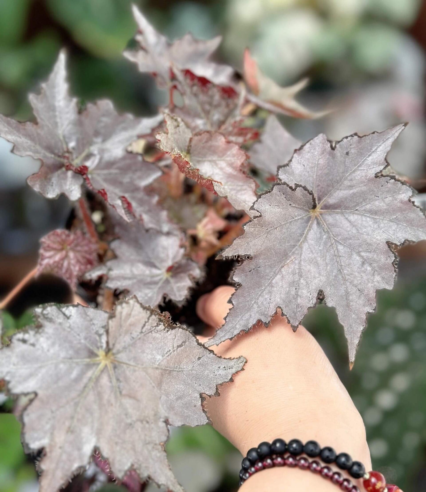 Begonia 'Sierra Silver Mist' is a captivating plant that stands out with its iridescent silver-rose leaves and delicate blooms. Perfect for plant enthusiasts who appreciate beauty and ease of care, this begonia will enhance any indoor space.