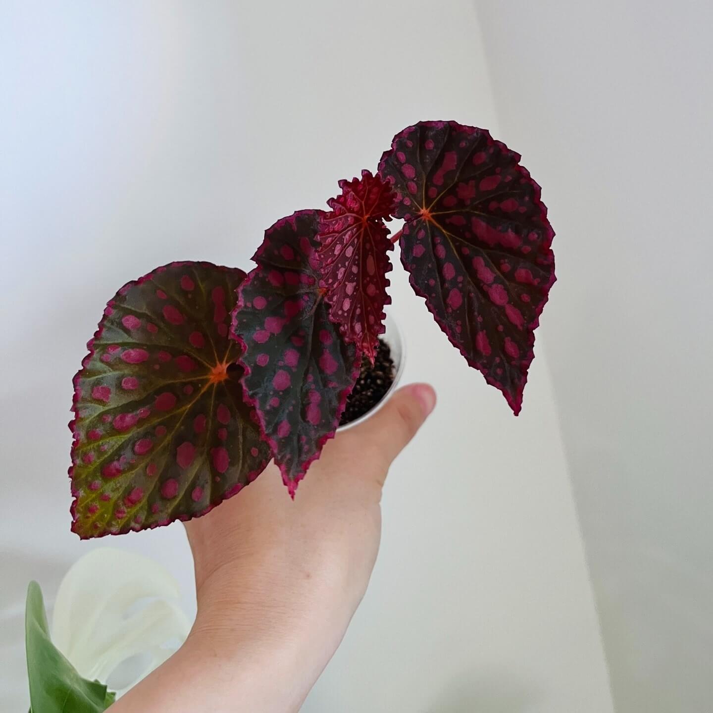 Begonia (Negroensis x Chlorosticta) is a striking hybrid Begonia that combines the unique traits of its parent plants. Its deep green leaves are adorned with vibrant pink spots, and the edges of the leaves are lined with a soft pink border, creating a beautiful contrast. This Begonia is a perfect addition to any indoor space, bringing both elegance and color with minimal maintenance required.