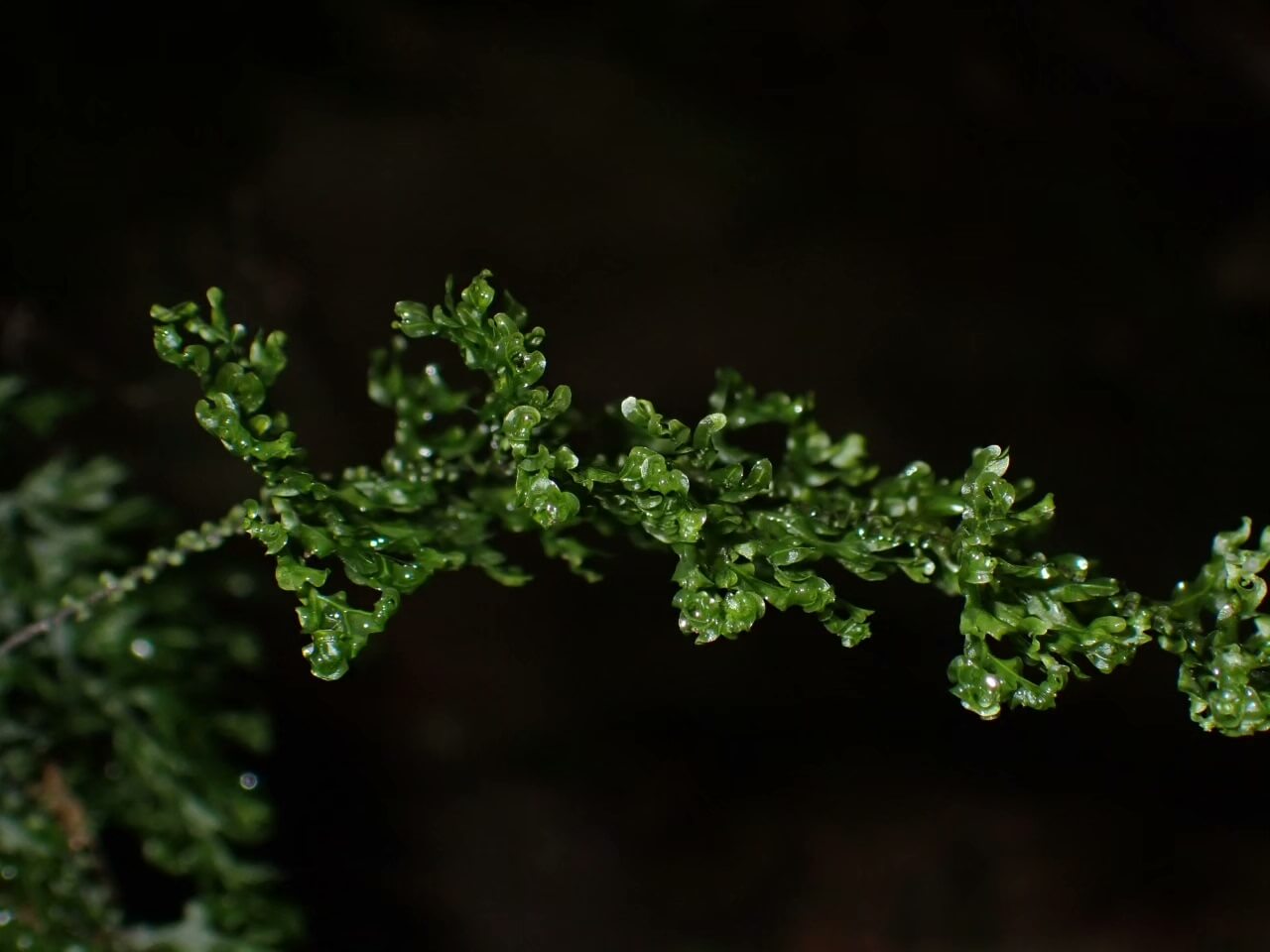 Hymenophyllum corrugatum is a small to medium-sized fern from the Hymenophyllaceae family and the Hymenophyllum genus. This species is native to the high-altitude regions of Southwest China. It features uniquely corrugated fronds that are relatively long, making it quite rare among the ferns of the Hymenophyllaceae family. The mature plant grows between 10-20 cm in size, making it ideal for rainforest terrariums.