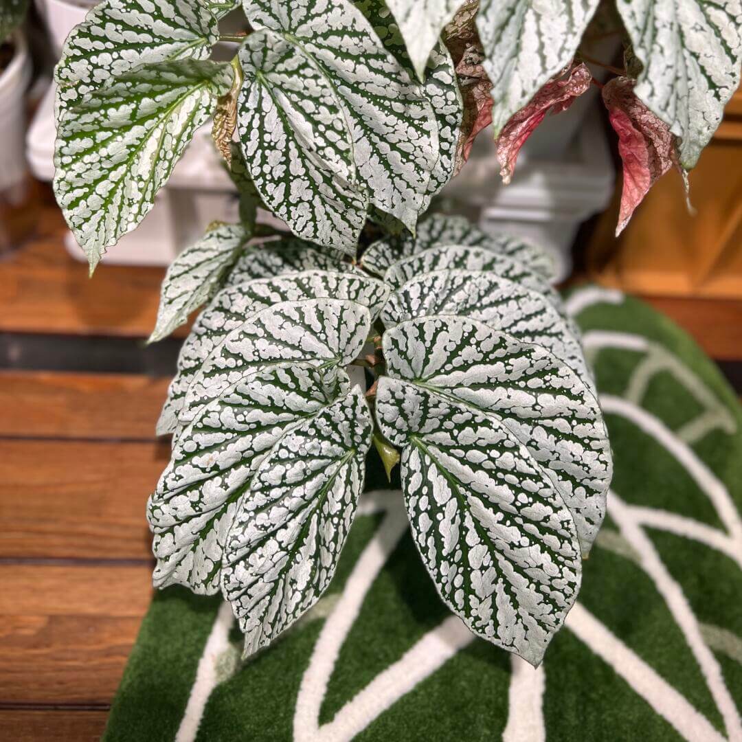 Begonia Juanita Jewel is a captivating hybrid begonia with deep green leaves beautifully marked by striking silver spots and patches, reminiscent of delicate snowflakes. Reaching a mature height of around 30–60 cm, it is an ideal choice for adding beauty to compact indoor spaces.