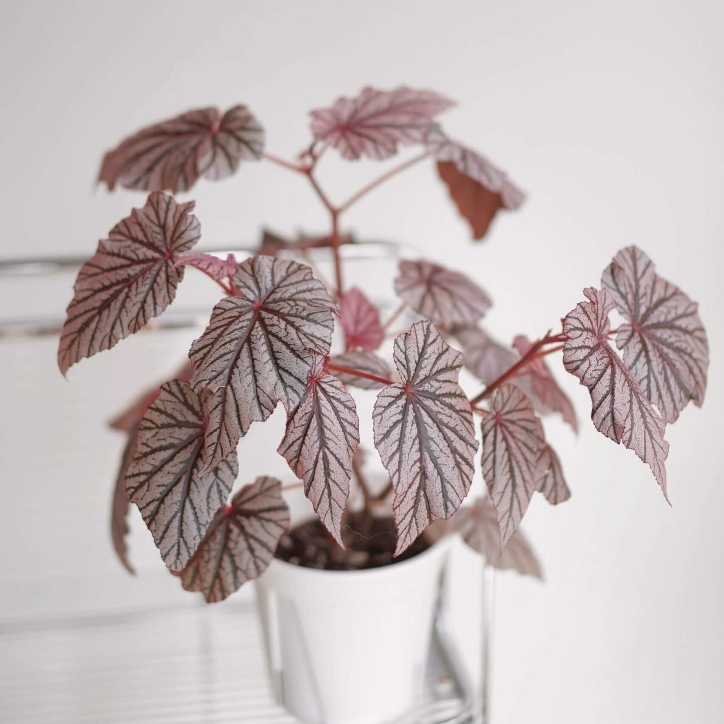 Begonia Ashura is a captivating and unique ornamental begonia cultivar, originally from Yamaguchi, Japan, introduced in 2001. This begonia is renowned for its stunning foliage, which features dark green leaves adorned with silver spots and a distinctive red undersurface, creating a striking contrast that adds beauty to any indoor garden.