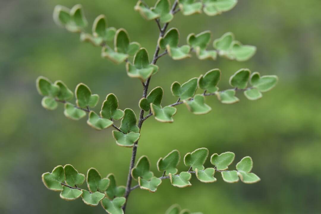Paragymnopteris sargentii, commonly known as the Triangular Gold Hair Fern, is a small fern species belonging to the Paragymnopteris genus. It is native to regions in China, particularly Yunnan. This fern thrives in warm, humid, and shaded environments, making it an excellent choice for cultivation in terrariums or enclosed plant ecosystems.