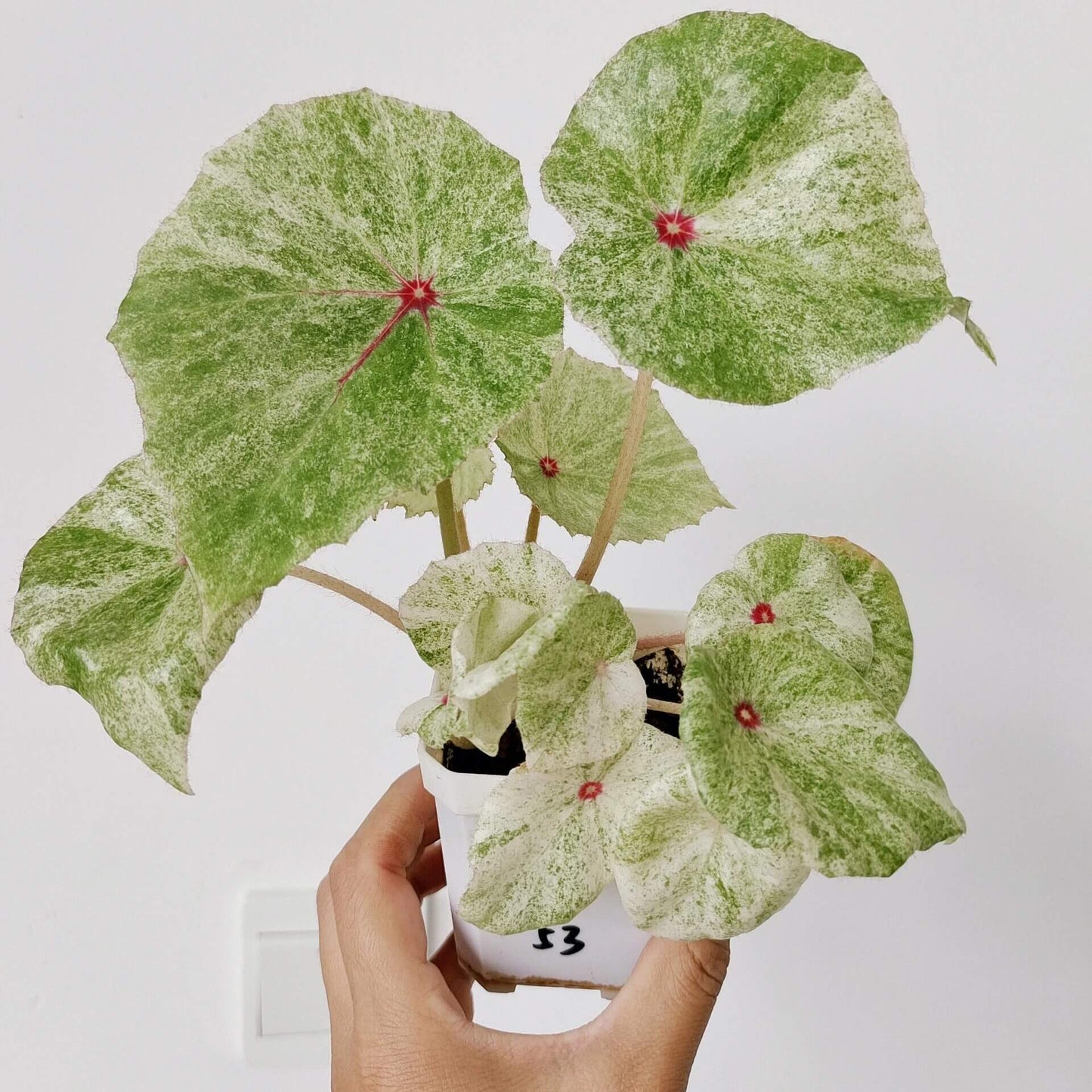 This highly decorative Begonia is known for its unique and stunning foliage. Its heart-shaped leaves feature a beautiful pattern of white to cream-colored variegation with vibrant red spots in the center, making it a striking addition to any collection.