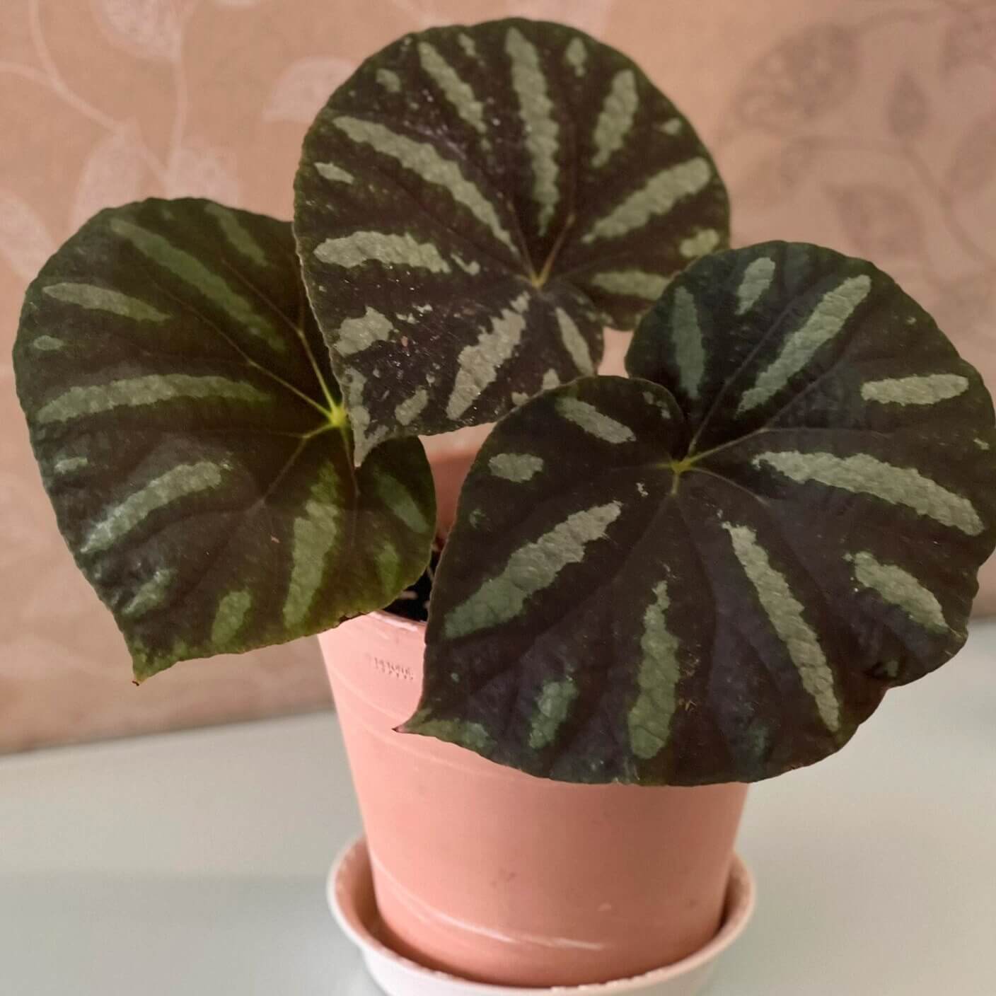 Begonia balansana is a charming Begonia species native to the mountainous regions of northern Vietnam, particularly around Mount Ba Vi. Known for its distinctive foliage and adaptability, this plant is perfect for plant collectors and enthusiasts looking to add a beautiful, unique species to their collection.