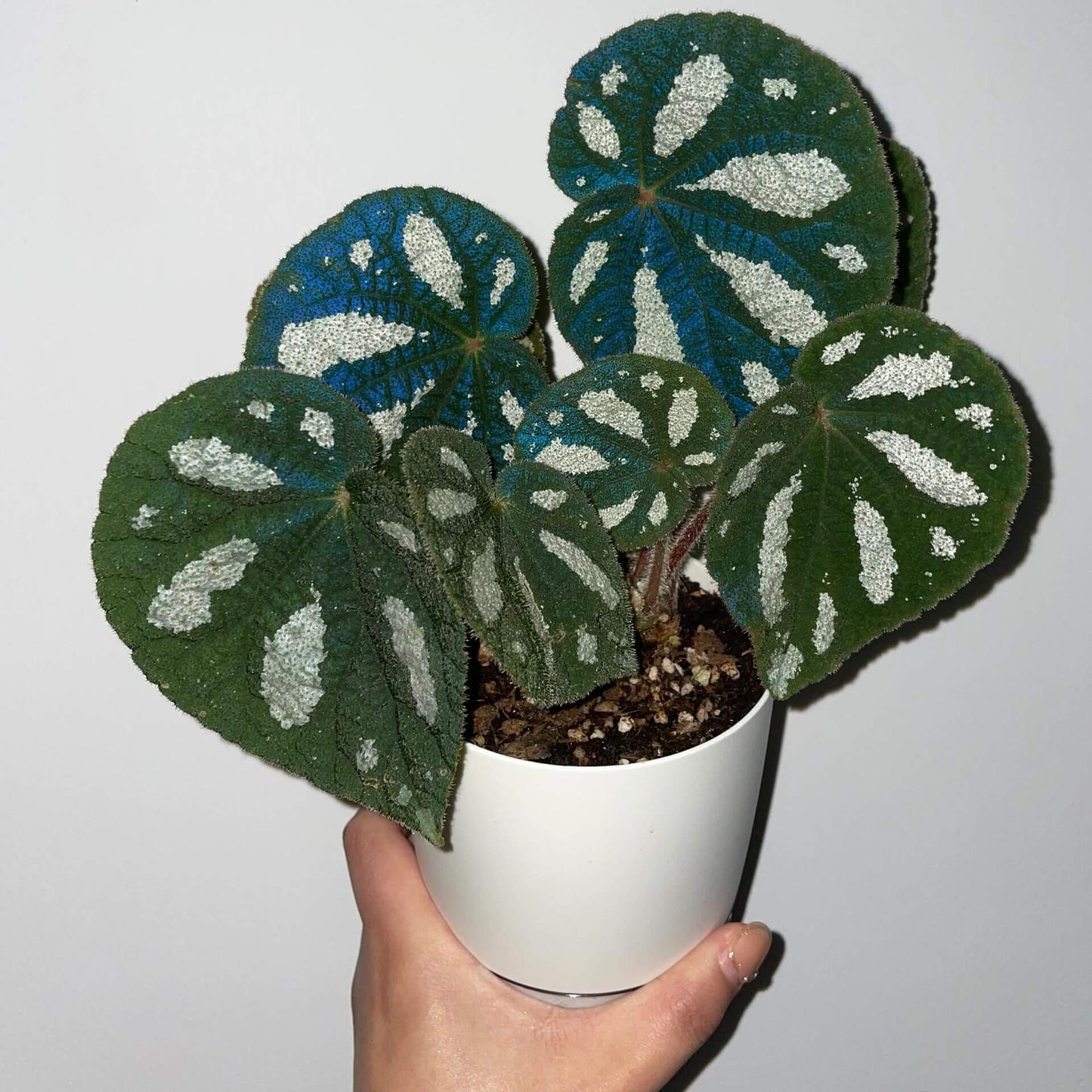 Begonia scabrifolia is a rhizomatous begonia prized for its rugged green leaves spattered with white, and its elegant tiny flowers. By giving it bright filtered light, warm temperatures, ample humidity, and a rich, well-draining potting mix, you can enjoy this rare plant’s full ornamental potential in your home or terrarium.