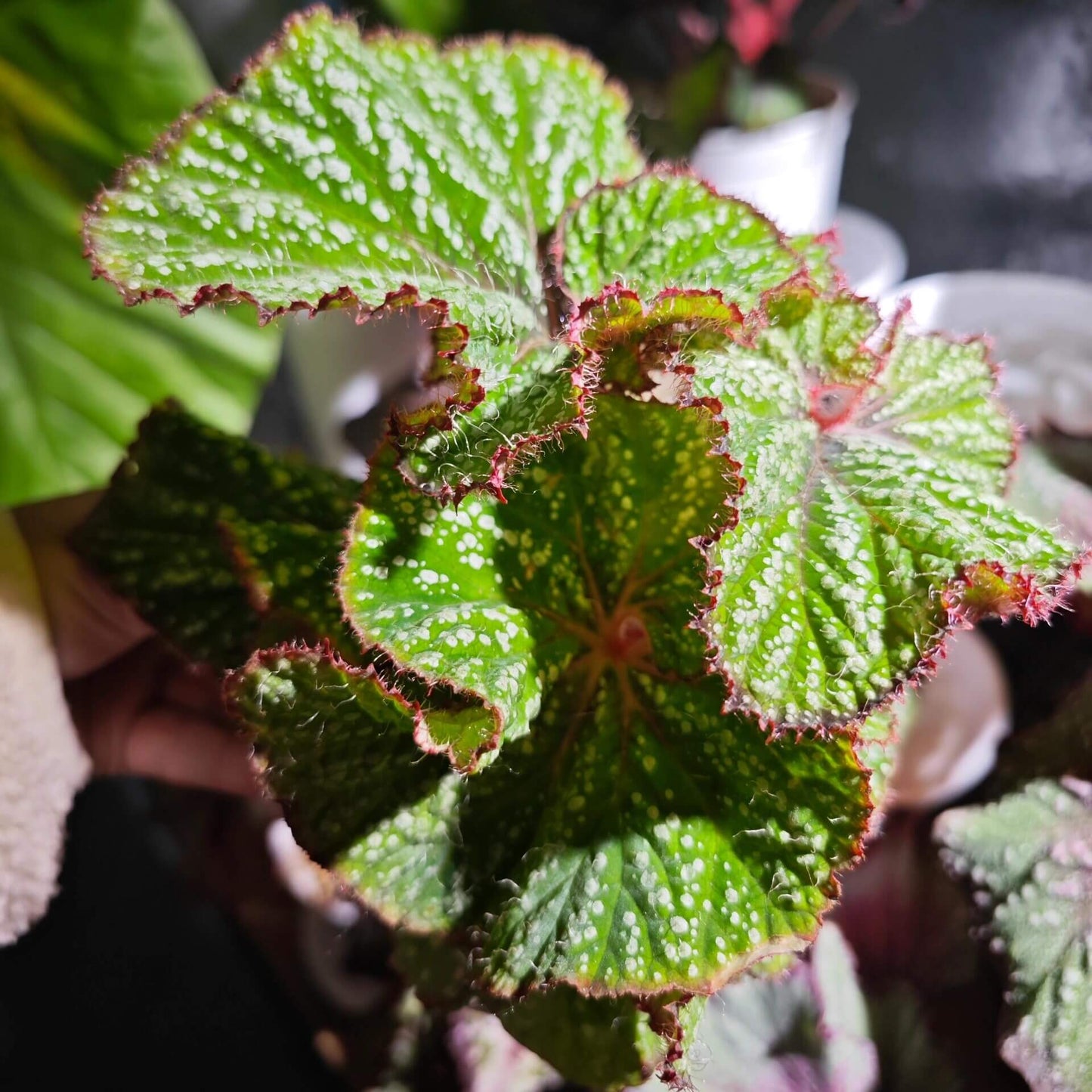 Begonia Baby Smile is a decorative-leaf variety developed by breeders Pavel and Elena Enikeev (Dimetris). This begonia stands out for its compact size and vibrant, eye-catching foliage. The leaves are a rich salad green with white spots in various shapes, giving the plant an attractive and striking appearance. Additionally, the petioles (stems) are bright red and densely covered with fine hairs, adding extra charm to this beautiful plant.