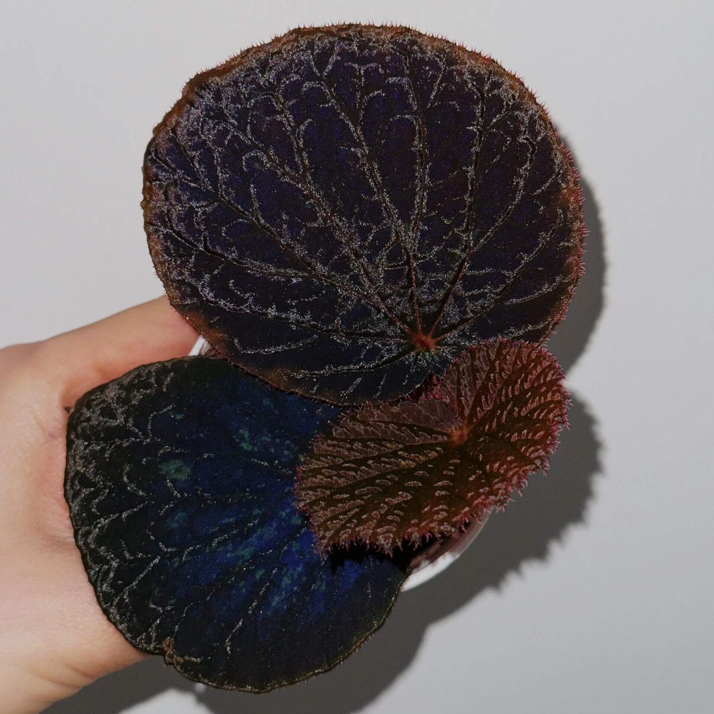 Begonia Aketajawensis Dark Form is one of the three stunning Begonia Aketajawensis, a rare and highly coveted species native to the Molucca Islands of Indonesia. This species is known for its dark, velvety leaves that exhibit a unique muscular texture. The leaves have a pronounced velvet-like surface, and as the light shifts, they reveal different hues that change with the viewing angle. Under low light conditions, the leaves take on a fascinating bluish reflection, adding to the plant’s captivating beauty.