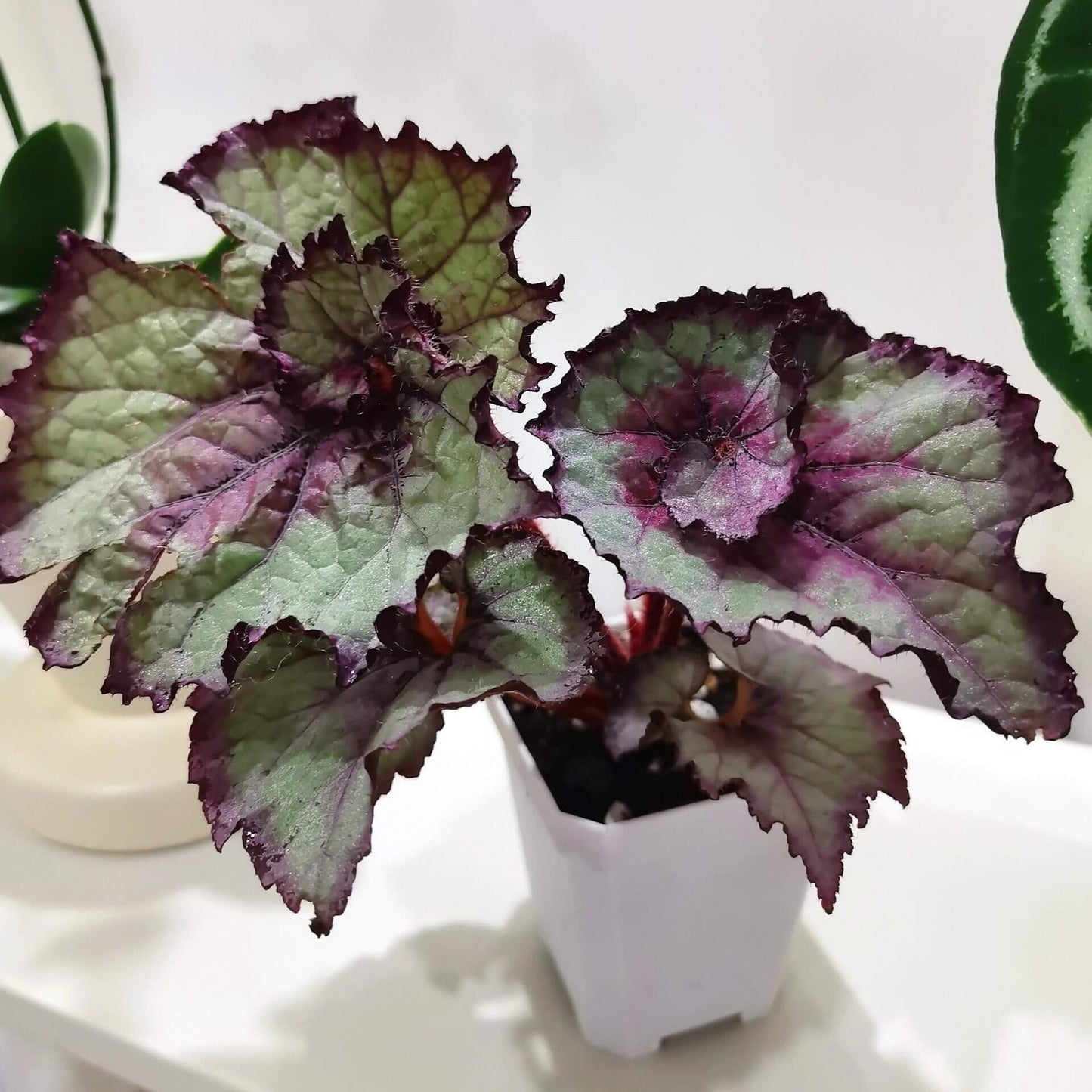 The Begonia Amor features stunning heart-shaped leaves in a vibrant silver-green hue, accented with deep red and pink patterns at the center. The edges are delicately outlined with a dark purple trim, enhancing the contrast and making this plant a striking addition to any collection. The surface of the leaves has a subtle texture, adding depth and beauty to the overall appearance.