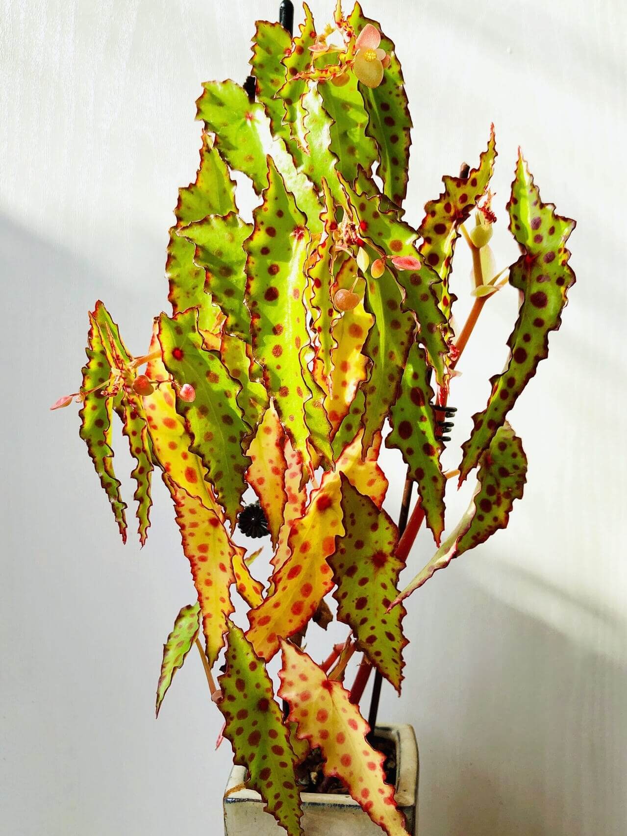 Begonia amphioxus is an extraordinary and striking species native to Borneo. Known for its bushy growth habit, this begonia features unique lance-shaped leaves that are pointed at both ends. The leaves are decorated with eye-catching maroon spots on a green background, making it a standout addition to any plant collection. Though its flowers are small and not particularly showy, they appear several times a year, contributing to the overall appeal of this plant.