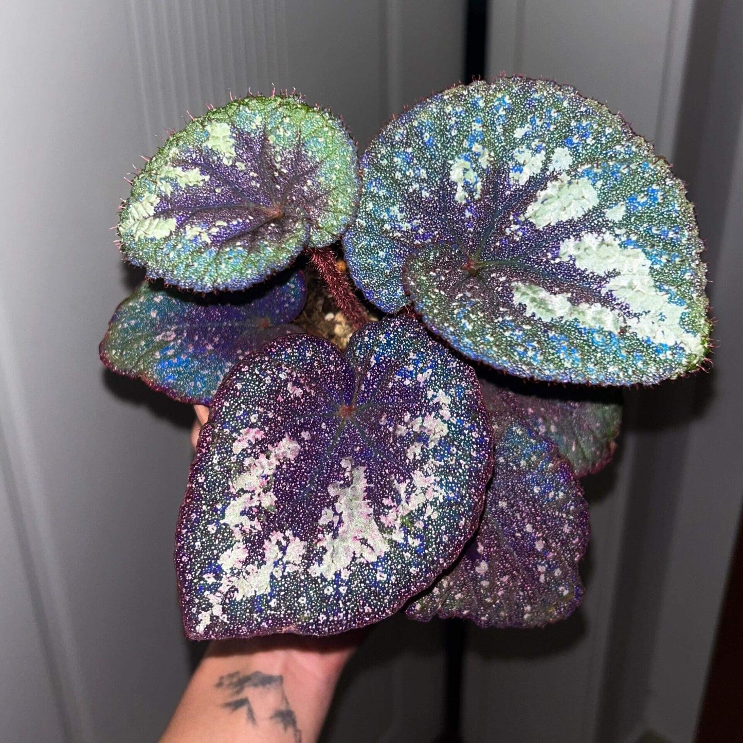 Begonia Antares – A stunning and unique variety of decorative-leaved Begonia, known for its large, spirally curling leaves and soft texture. This beautiful plant is perfect for collectors and those looking to add a touch of elegance to their home or garden.