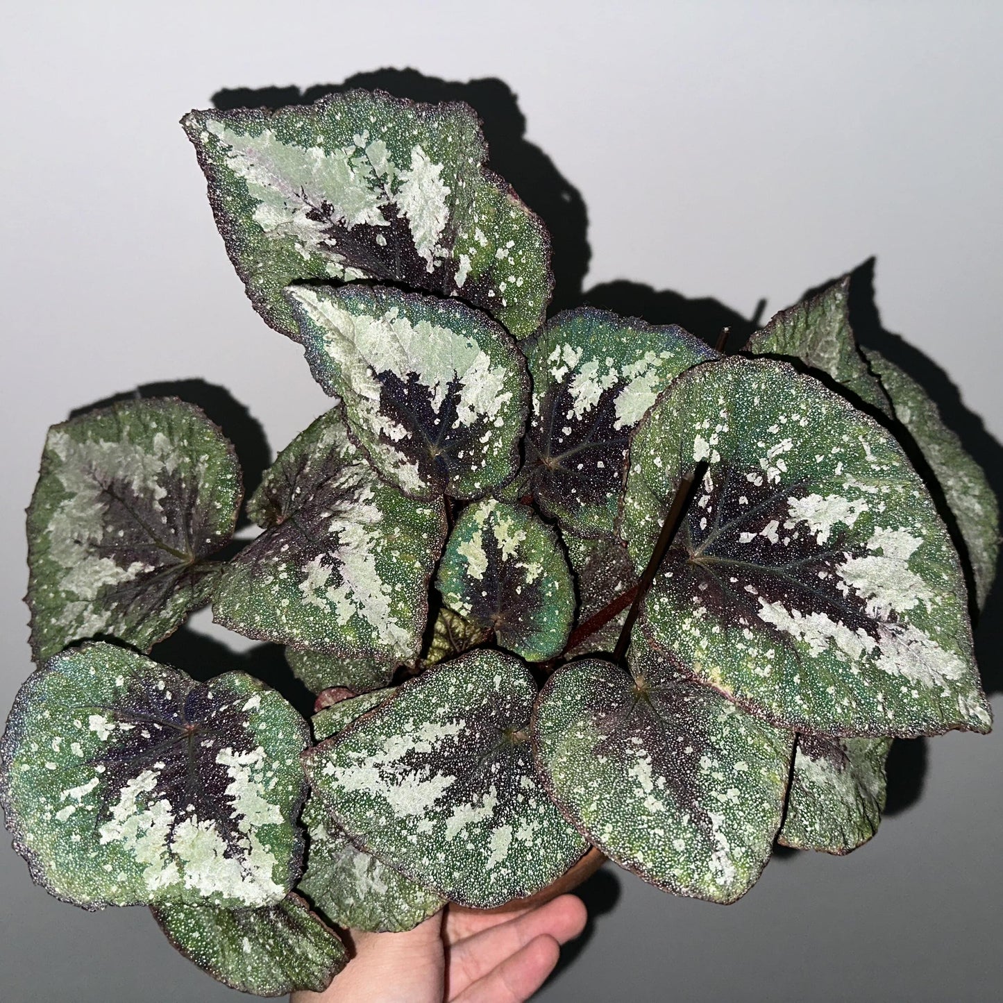 Begonia Antares – A stunning and unique variety of decorative-leaved Begonia, known for its large, spirally curling leaves and soft texture. This beautiful plant is perfect for collectors and those looking to add a touch of elegance to their home or garden.