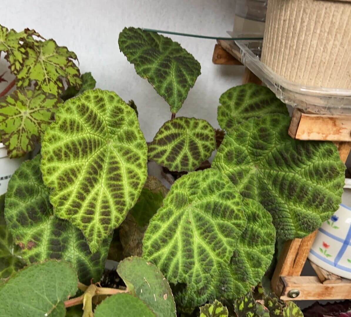 The Begonia arachnoidea is a stunning rhizomatous begonia native to Guangxi, China, with unique features that make it a must-have for any plant lover. Its name is derived from the distinctive shape of the veins on the underside of its leaves, which resemble a spider’s web. This exotic plant has asymmetrical, heart-shaped leaves that grow alternately, with a vibrant green color and speckled brown spots adorning the surface, creating a beautiful and intricate design.