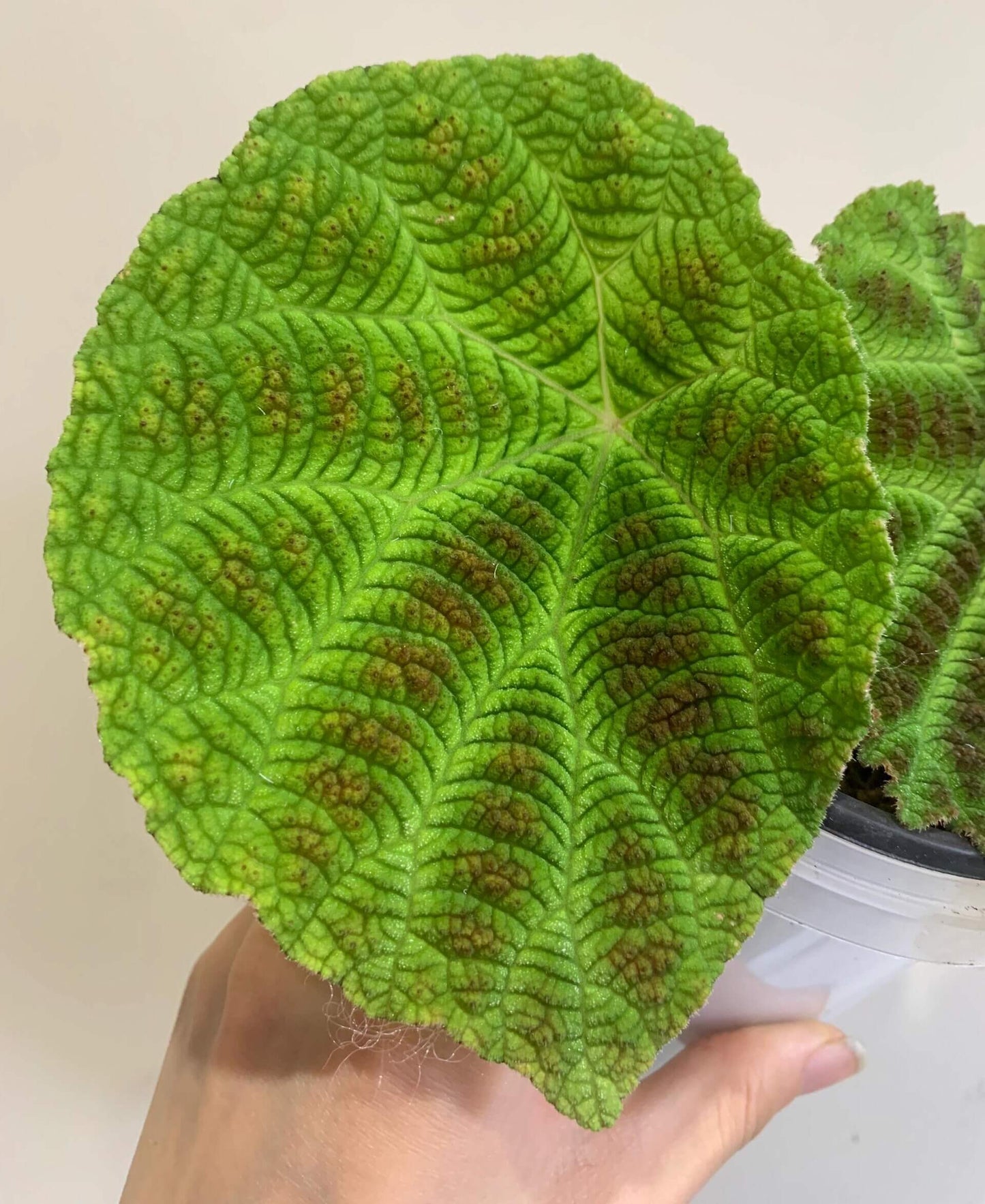 The Begonia arachnoidea is a stunning rhizomatous begonia native to Guangxi, China, with unique features that make it a must-have for any plant lover. Its name is derived from the distinctive shape of the veins on the underside of its leaves, which resemble a spider’s web. This exotic plant has asymmetrical, heart-shaped leaves that grow alternately, with a vibrant green color and speckled brown spots adorning the surface, creating a beautiful and intricate design.