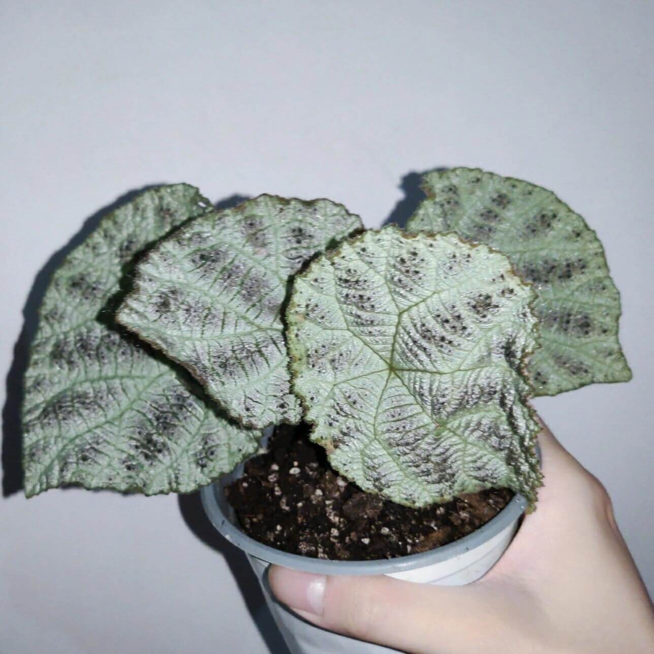 The Begonia Arachnoidea White Form is a stunning rhizomatous begonia native to Guangxi, China, with unique features that make it a must-have for any plant lover. Its name is derived from the distinctive shape of the veins on the underside of its leaves, which resemble a spider’s web. This variety has alternate and asymmetrical leaves with a cordate shape, almost entirely white, and adorned with numerous brown spots. Its surface is rough, covered with numerous trichomes that give it a hairy texture.