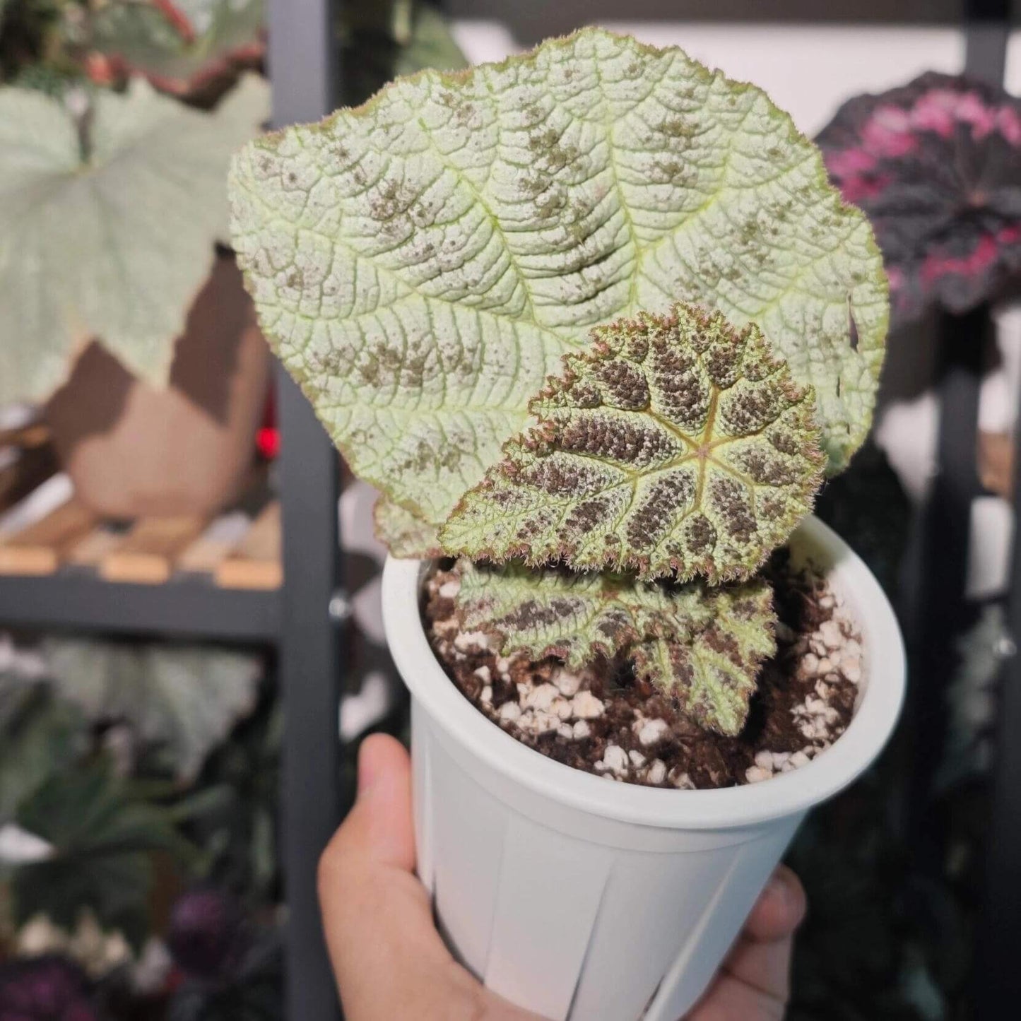 The Begonia Arachnoidea White Form is a stunning rhizomatous begonia native to Guangxi, China, with unique features that make it a must-have for any plant lover. Its name is derived from the distinctive shape of the veins on the underside of its leaves, which resemble a spider’s web. This variety has alternate and asymmetrical leaves with a cordate shape, almost entirely white, and adorned with numerous brown spots. Its surface is rough, covered with numerous trichomes that give it a hairy texture.