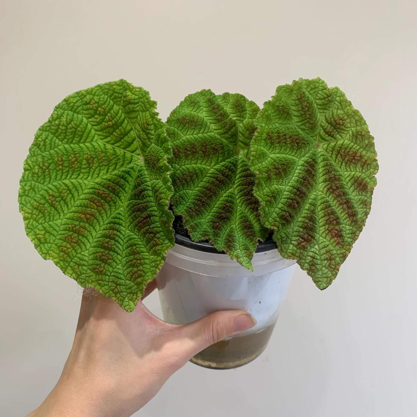 The Begonia arachnoidea is a stunning rhizomatous begonia native to Guangxi, China, with unique features that make it a must-have for any plant lover. Its name is derived from the distinctive shape of the veins on the underside of its leaves, which resemble a spider’s web. This exotic plant has asymmetrical, heart-shaped leaves that grow alternately, with a vibrant green color and speckled brown spots adorning the surface, creating a beautiful and intricate design.