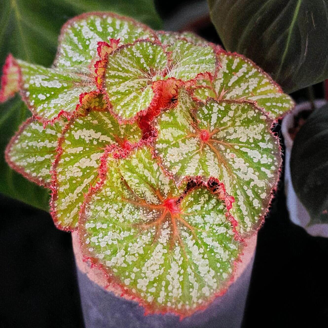 Begonia Baby Smile is a decorative-leaf variety developed by breeders Pavel and Elena Enikeev (Dimetris). This begonia stands out for its compact size and vibrant, eye-catching foliage. The leaves are a rich salad green with white spots in various shapes, giving the plant an attractive and striking appearance. Additionally, the petioles (stems) are bright red and densely covered with fine hairs, adding extra charm to this beautiful plant.