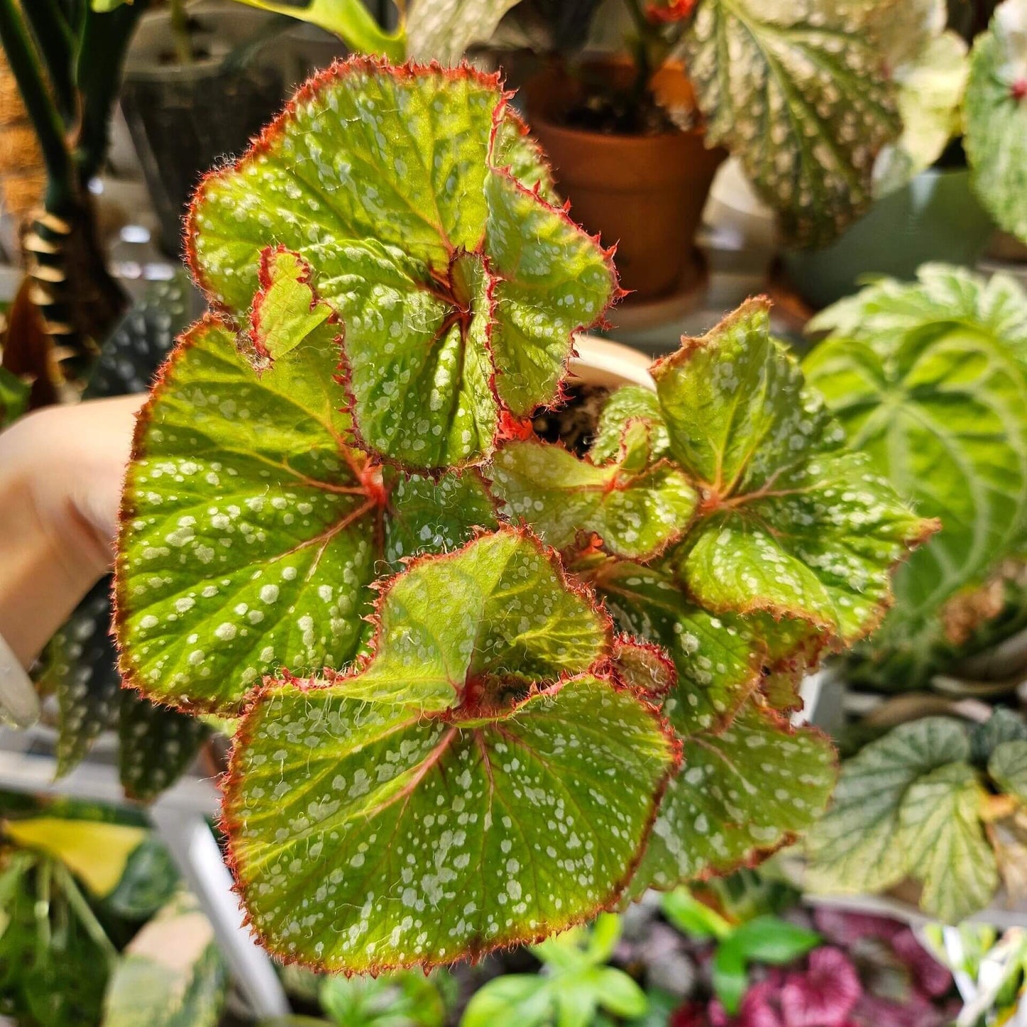 Begonia Baby Smile is a decorative-leaf variety developed by breeders Pavel and Elena Enikeev (Dimetris). This begonia stands out for its compact size and vibrant, eye-catching foliage. The leaves are a rich salad green with white spots in various shapes, giving the plant an attractive and striking appearance. Additionally, the petioles (stems) are bright red and densely covered with fine hairs, adding extra charm to this beautiful plant.