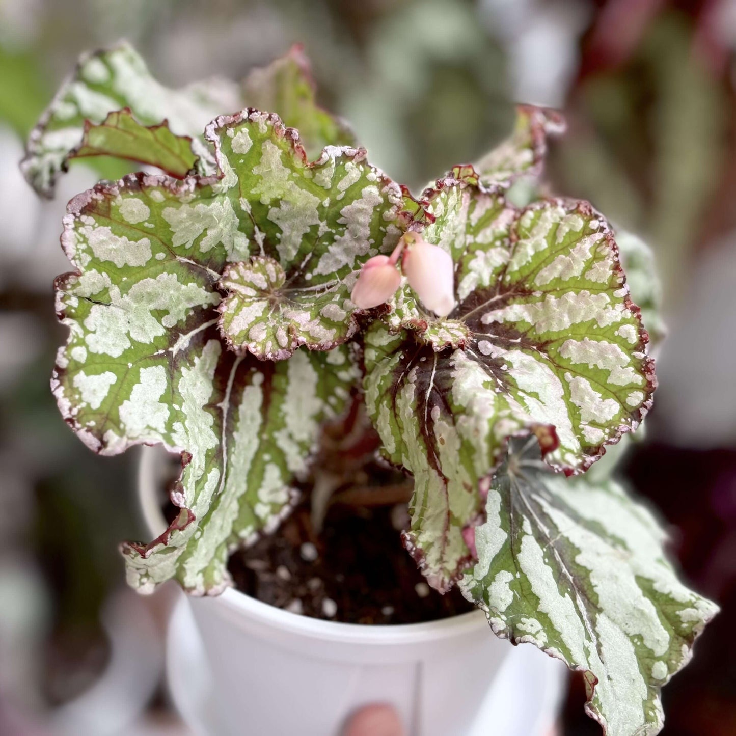 Begonia Baby Watermelon is a stunning decorative-leaf variety known for its vibrant, eye-catching foliage. Developed by breeders Pavel and Elena Enikeev (Dimetris), this compact begonia features medium-sized, snail-shaped leaves with a silver-salad color, adorned with striking green stripes that resemble the refreshing hues of a watermelon.