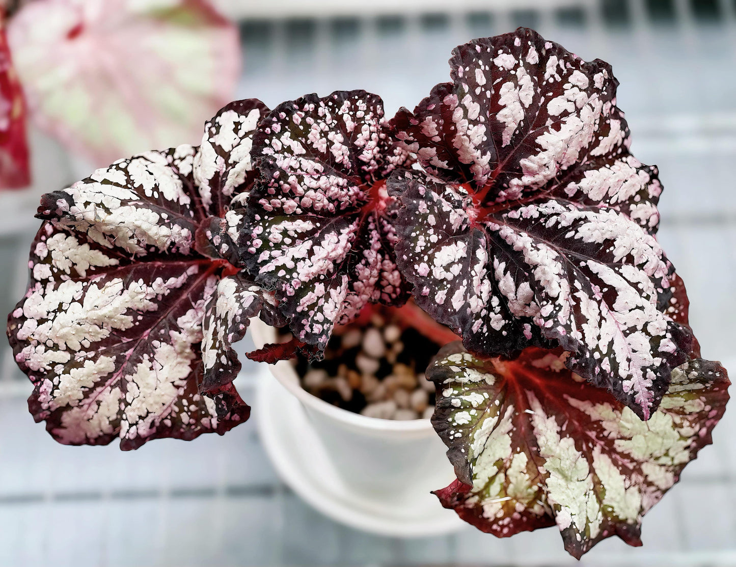 Begonia Be Happy is a stunning ornamental begonia, developed by the renowned Dimetris breeders. Known for its vibrant foliage and eye-catching patterns, this begonia brings a cheerful and lively touch to any indoor space.