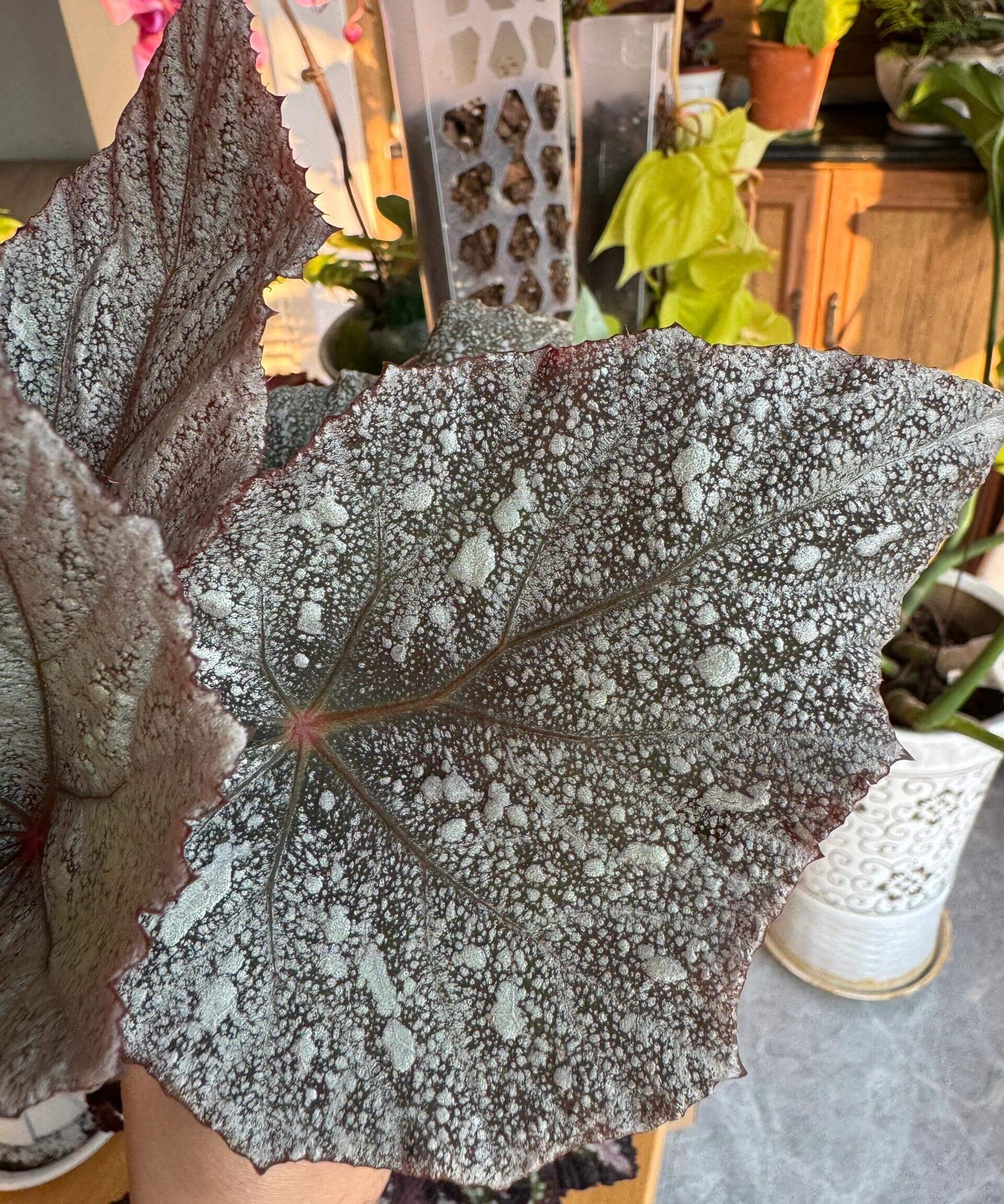 Begonia Beleaf 'Yukon Frost' is a beautiful hybrid begonia that adds an elegant touch to any indoor space. With its unique silver-speckled leaves and vibrant red undersides, this begonia is a standout plant, perfect for enhancing your home or office decor.