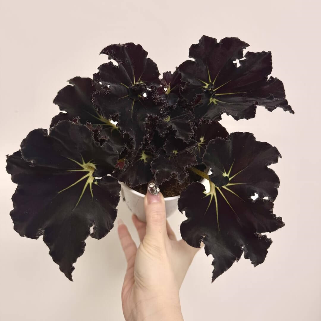 Begonia 'Black Fang' is a striking and rare rhizomatous begonia known for its dramatic dark foliage. The leaves are elongated and spiked, featuring a deep blackish-maroon color with green accents, creating a bold, eye-catching contrast. This begonia’s angular and pointed leaves make it a true focal point in any plant collection. Perfect for plant enthusiasts looking for a rare and unique plant, Begonia 'Black Fang' thrives in indoor spaces with bright, indirect light.