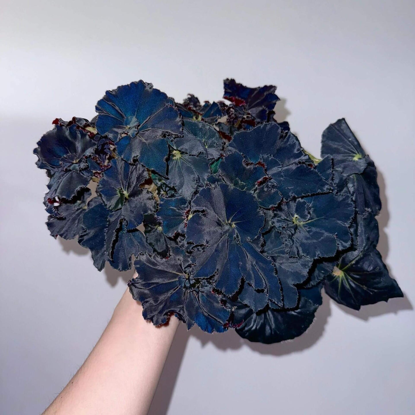Begonia 'Black Fang' is a striking and rare rhizomatous begonia known for its dramatic dark foliage. The leaves are elongated and spiked, featuring a deep blackish-maroon color with green accents, creating a bold, eye-catching contrast. This begonia’s angular and pointed leaves make it a true focal point in any plant collection. Perfect for plant enthusiasts looking for a rare and unique plant, Begonia 'Black Fang' thrives in indoor spaces with bright, indirect light.