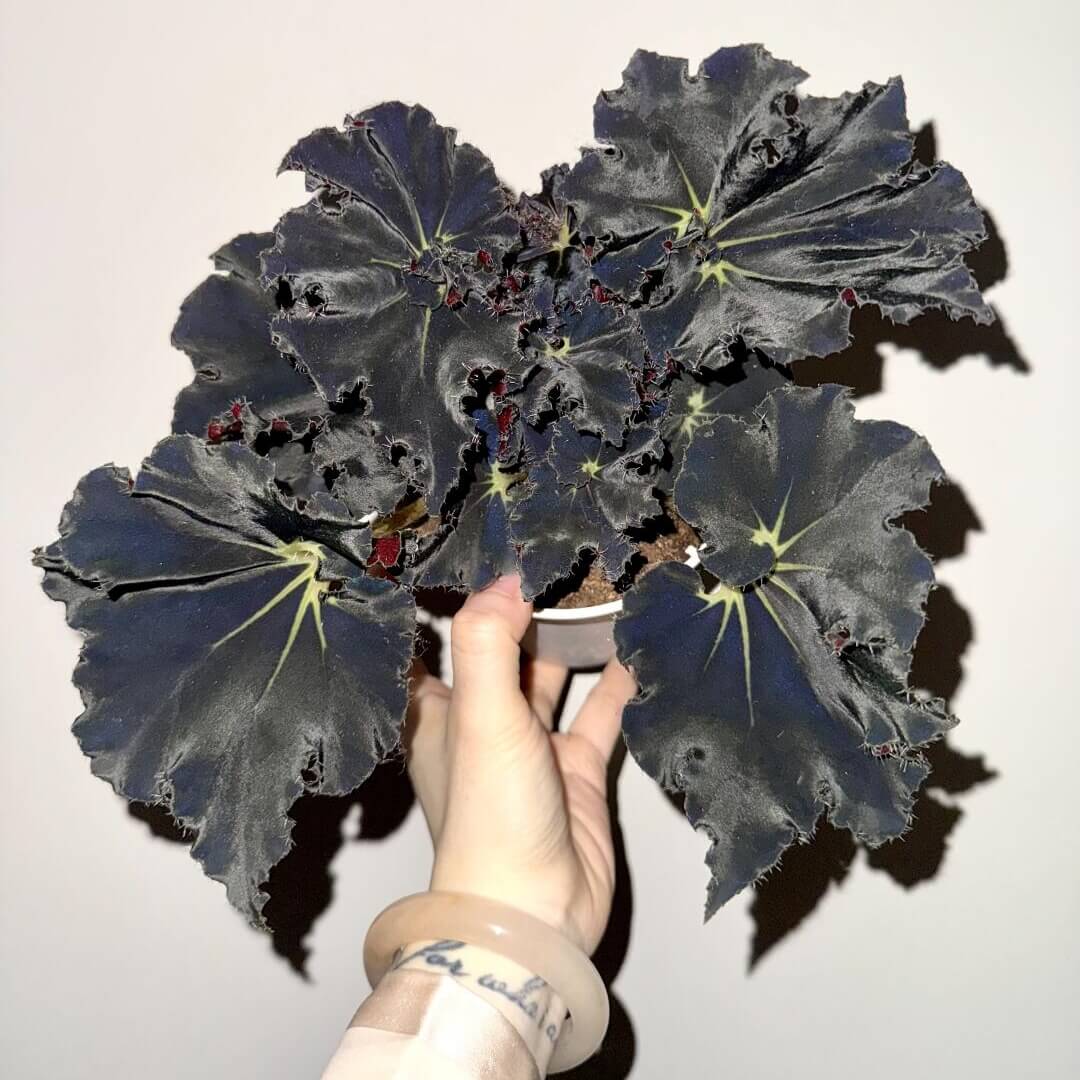 Begonia 'Black Fang' is a striking and rare rhizomatous begonia known for its dramatic dark foliage. The leaves are elongated and spiked, featuring a deep blackish-maroon color with green accents, creating a bold, eye-catching contrast. This begonia’s angular and pointed leaves make it a true focal point in any plant collection. Perfect for plant enthusiasts looking for a rare and unique plant, Begonia 'Black Fang' thrives in indoor spaces with bright, indirect light.
