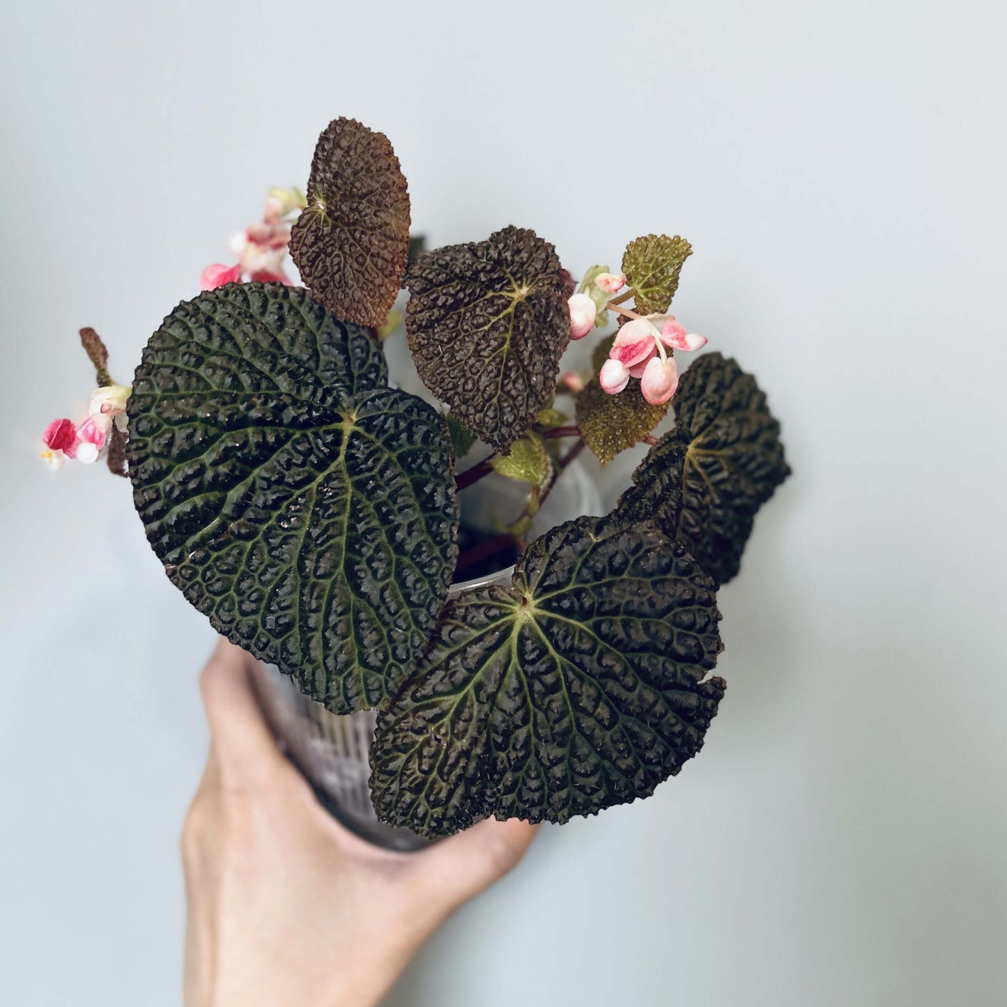 Begonia Black Mountain is a captivating begonia cultivar known for its unique, deeply textured leaves and bold color contrasts. This stunning hybrid, believed to be a cross between Begonia dracopelta and Begonia baik, features dramatic, dark foliage that transitions from deep green to nearly black, making it a striking addition to any indoor garden or plant collection. The plant’s bushy growth habit further enhances its visual appeal, creating a bold and beautiful focal point.