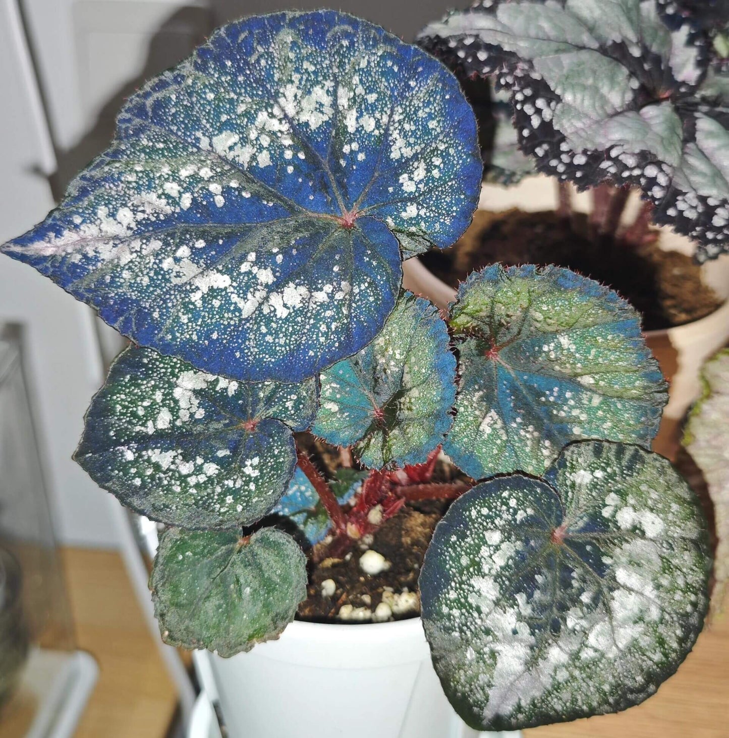 Begonia Blue Danu is a stunning hybrid begonia that features vibrant green leaves adorned with bold silver spots. The leaves' unique pattern is not only visually striking but also gives the plant an artistic, one-of-a-kind appearance. Under low light conditions, the leaves transform into a mesmerizing blue hue, adding even more depth and beauty to this already magnificent plant.