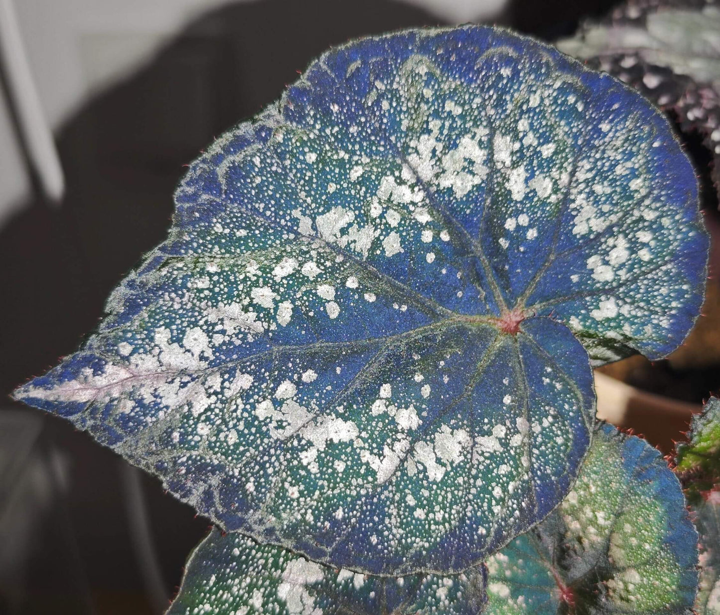 Begonia Blue Danu is a stunning hybrid begonia that features vibrant green leaves adorned with bold silver spots. The leaves' unique pattern is not only visually striking but also gives the plant an artistic, one-of-a-kind appearance. Under low light conditions, the leaves transform into a mesmerizing blue hue, adding even more depth and beauty to this already magnificent plant.