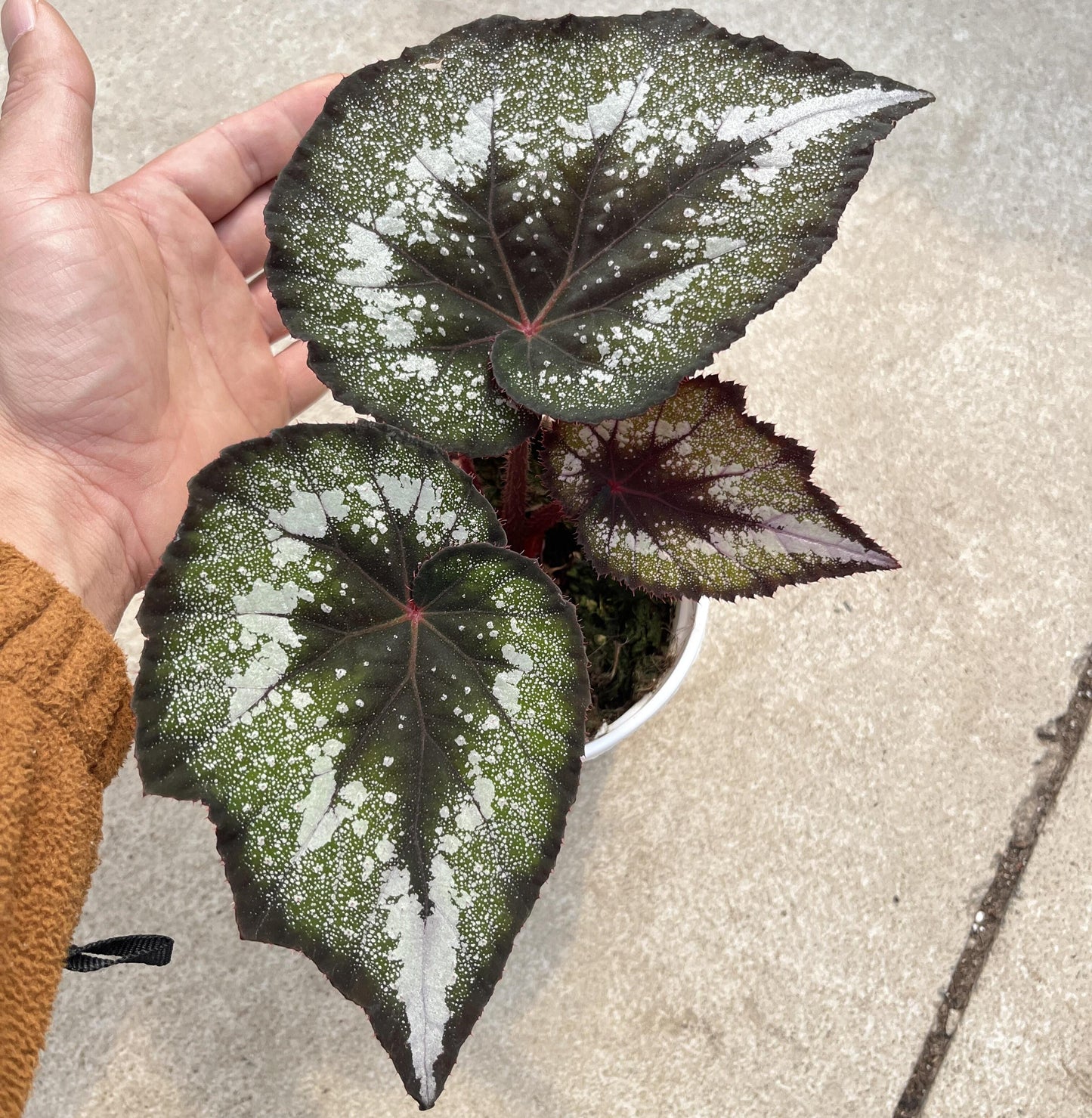Begonia Blue Danu is a stunning hybrid begonia that features vibrant green leaves adorned with bold silver spots. The leaves' unique pattern is not only visually striking but also gives the plant an artistic, one-of-a-kind appearance. Under low light conditions, the leaves transform into a mesmerizing blue hue, adding even more depth and beauty to this already magnificent plant.