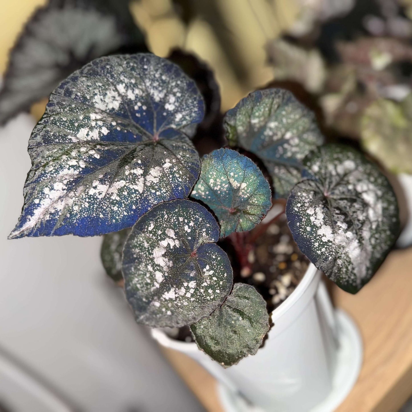 Begonia Blue Danu is a stunning hybrid begonia that features vibrant green leaves adorned with bold silver spots. The leaves' unique pattern is not only visually striking but also gives the plant an artistic, one-of-a-kind appearance. Under low light conditions, the leaves transform into a mesmerizing blue hue, adding even more depth and beauty to this already magnificent plant.