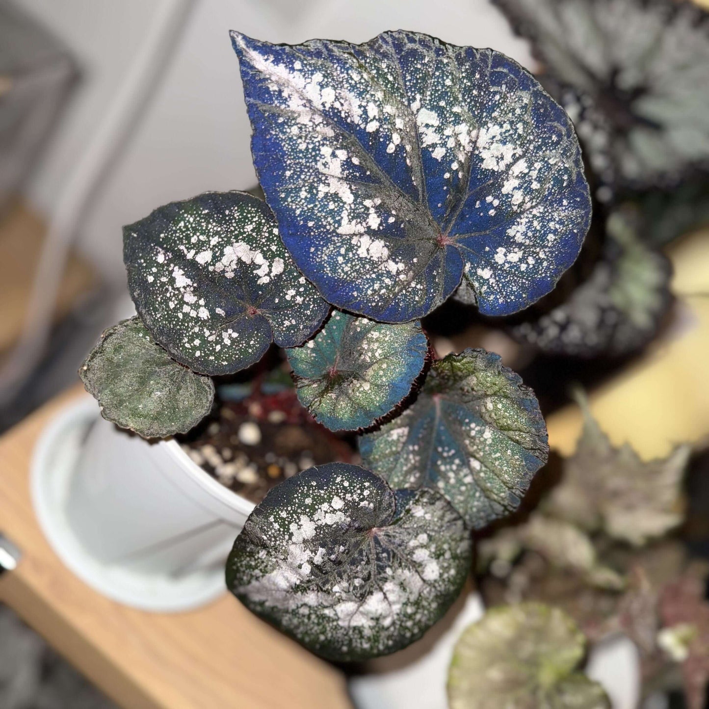 Begonia Blue Danu is a stunning hybrid begonia that features vibrant green leaves adorned with bold silver spots. The leaves' unique pattern is not only visually striking but also gives the plant an artistic, one-of-a-kind appearance. Under low light conditions, the leaves transform into a mesmerizing blue hue, adding even more depth and beauty to this already magnificent plant.