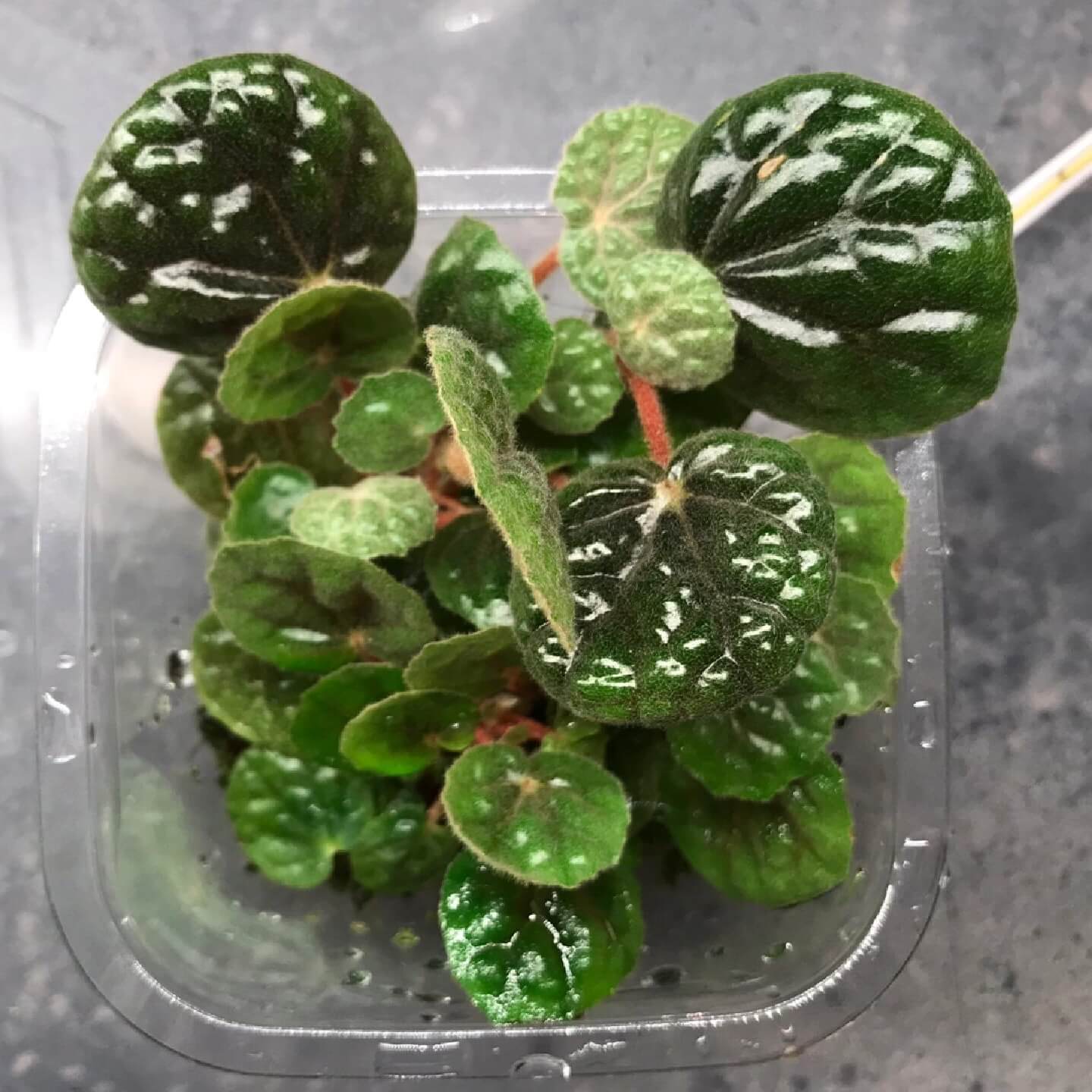 Begonia bullatifolia is a slow-growing, compact begonia species native to the Espírito Santo region of Brazil. Known for its distinctive foliage, this plant features heart-shaped leaves covered with small, raised, bubble-like textures. The leaves are densely covered with fine hairs, particularly on the underside, giving them a woolly appearance. The color of the leaves is a soft gray-green with a thick, succulent-like texture.