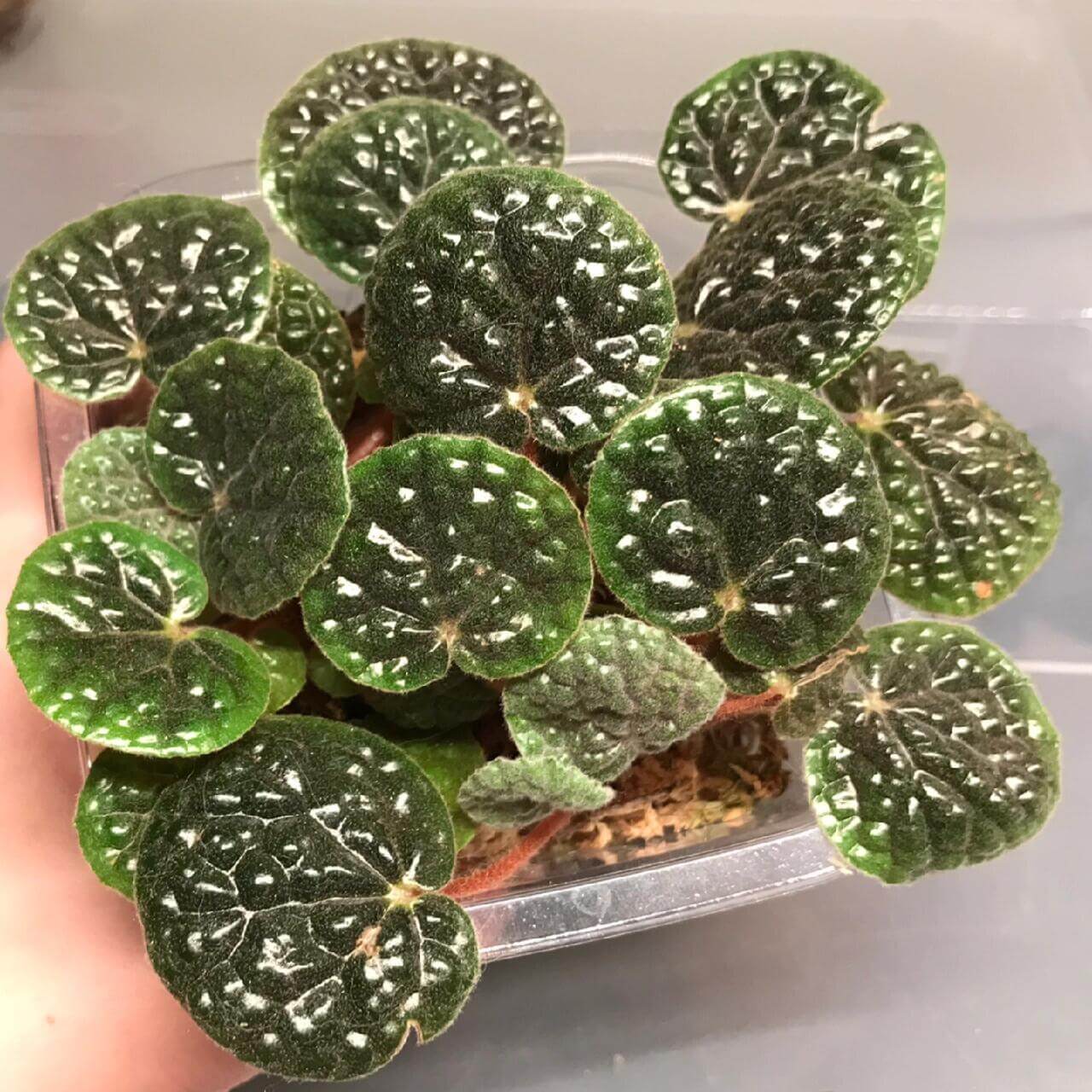 Begonia bullatifolia is a slow-growing, compact begonia species native to the Espírito Santo region of Brazil. Known for its distinctive foliage, this plant features heart-shaped leaves covered with small, raised, bubble-like textures. The leaves are densely covered with fine hairs, particularly on the underside, giving them a woolly appearance. The color of the leaves is a soft gray-green with a thick, succulent-like texture.